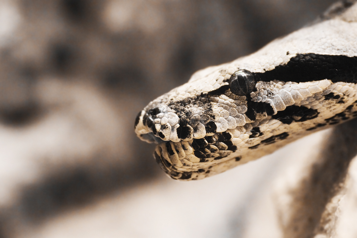 culebra blanco con negro