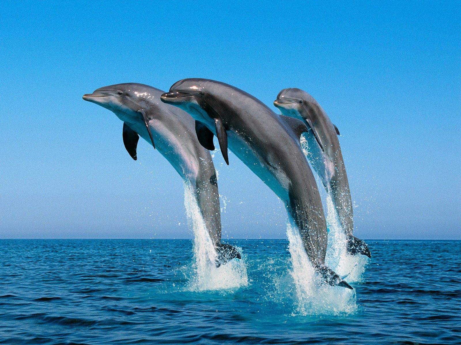delfines