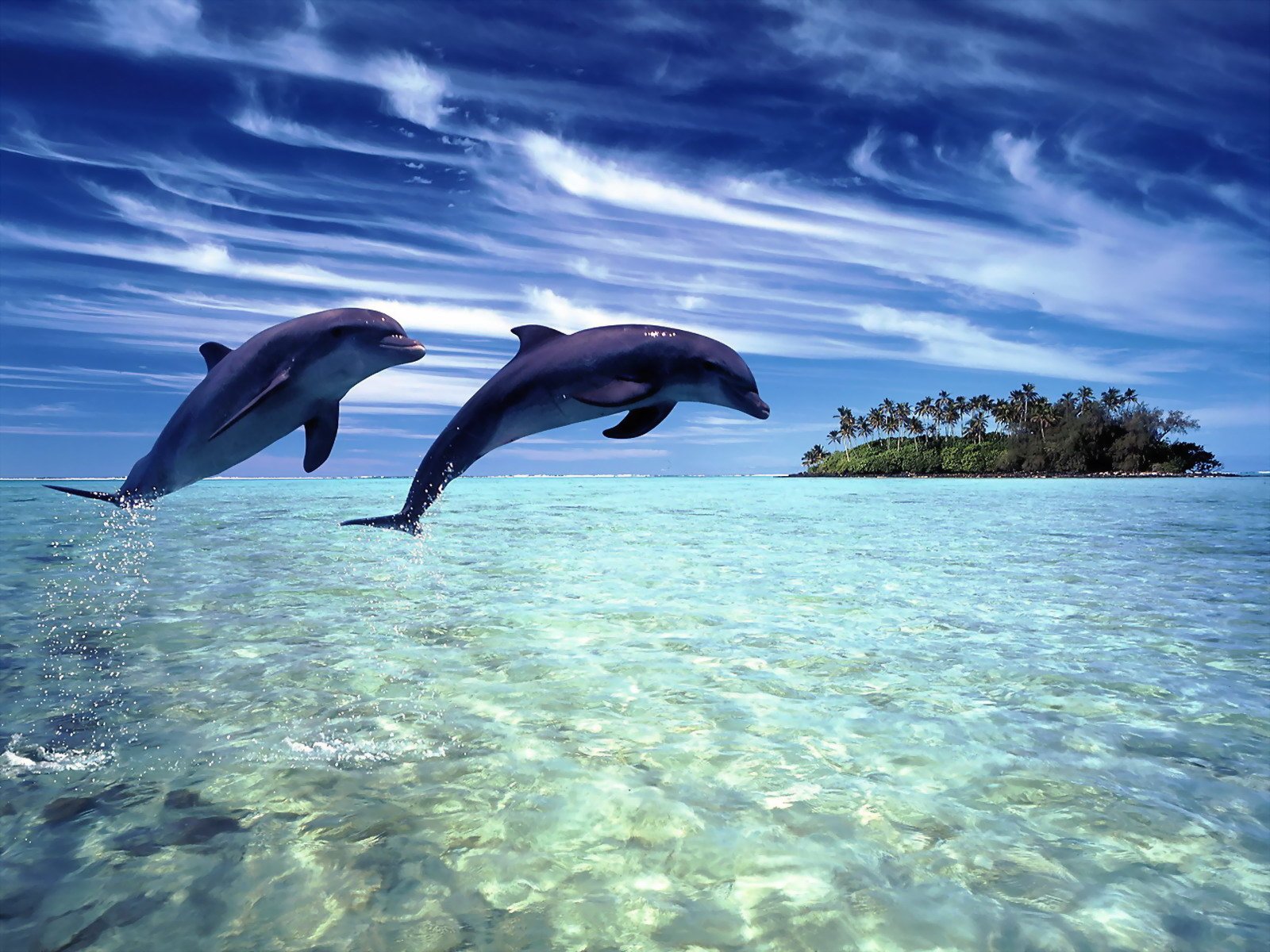 Delfines saltando