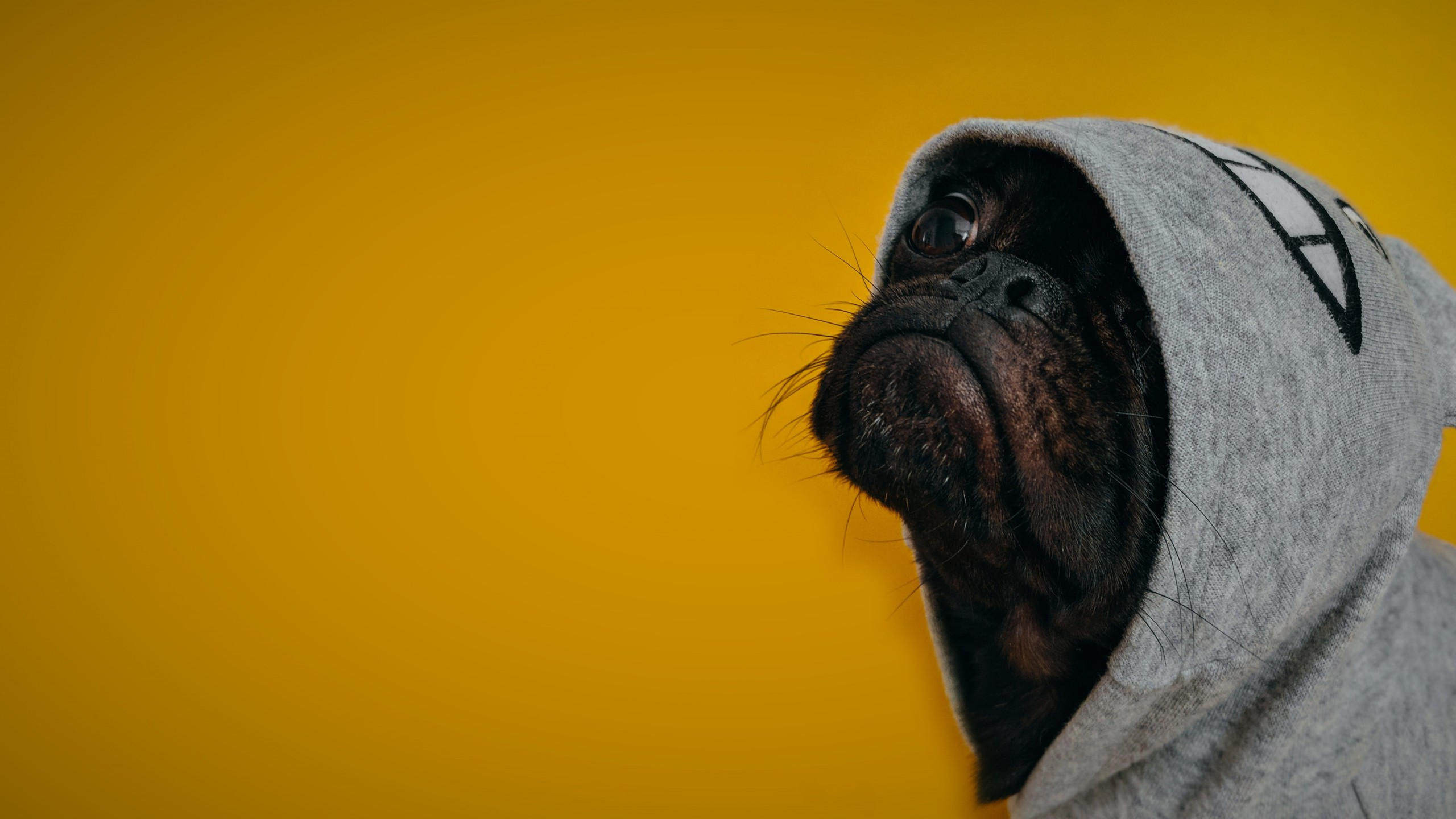 Dog 2560x1440 funny animals 4k