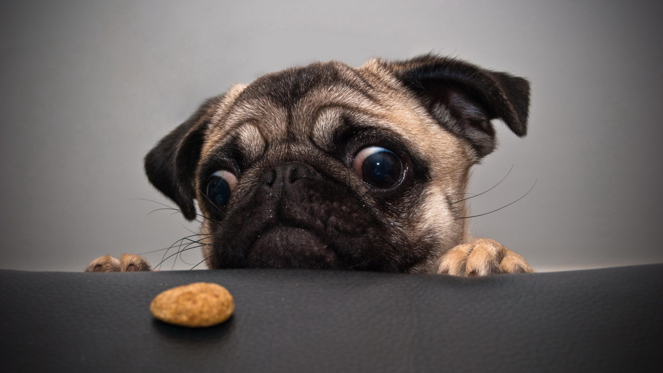 Dog 2560x1440 funny animals cookie 4k