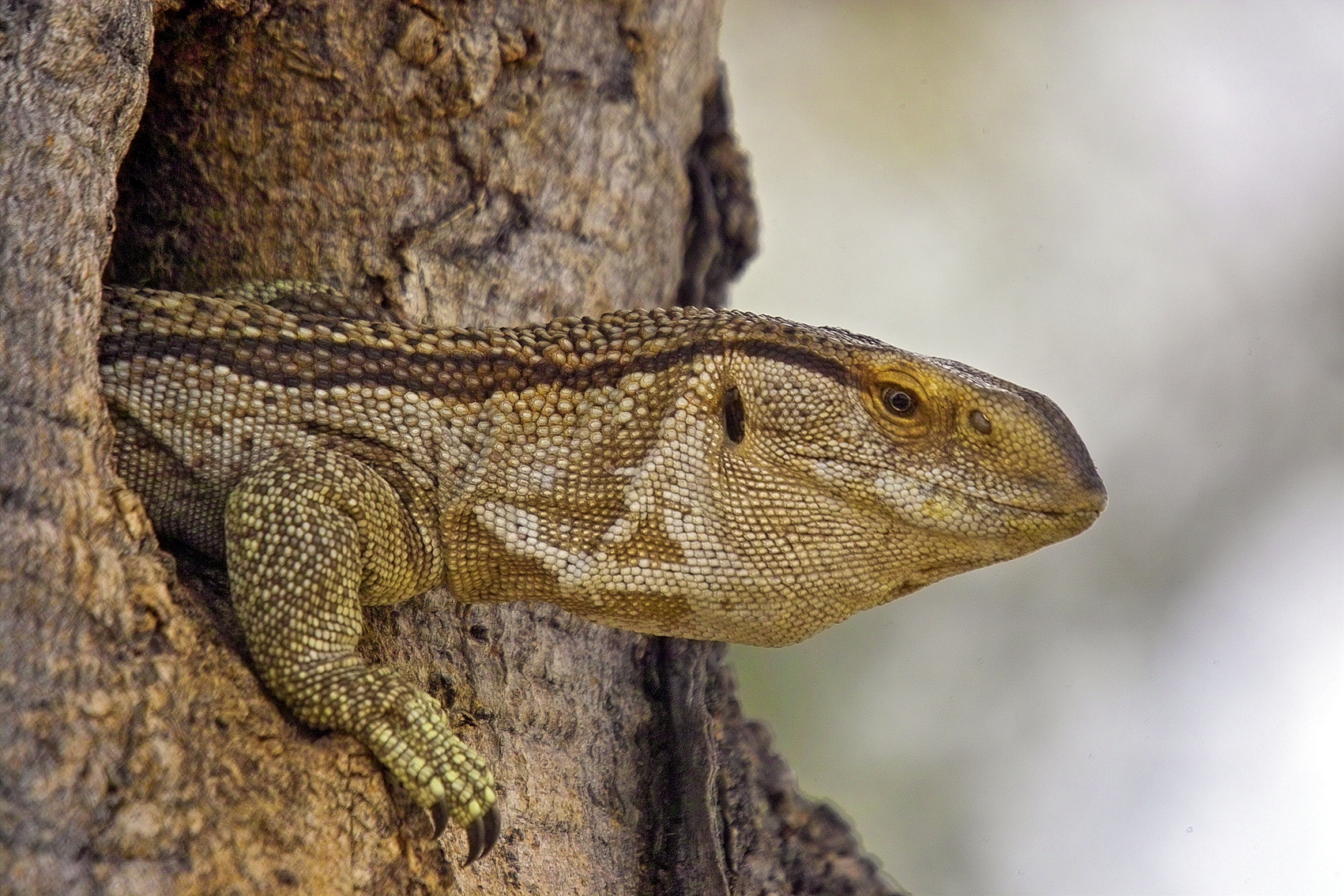 dragon de comodo saliendo de una cueva