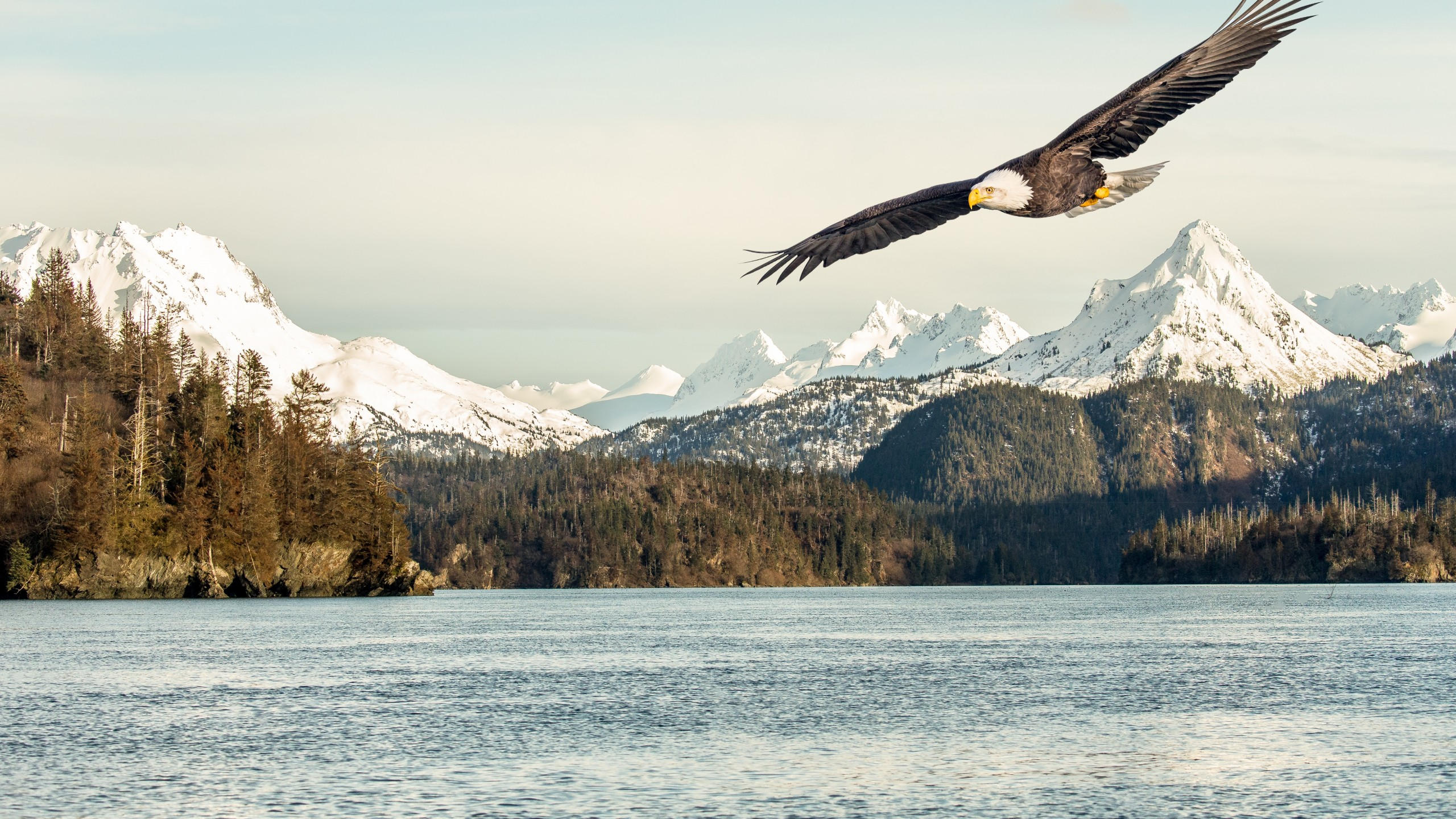 Eagle 2560x1440 mountains lake 5k