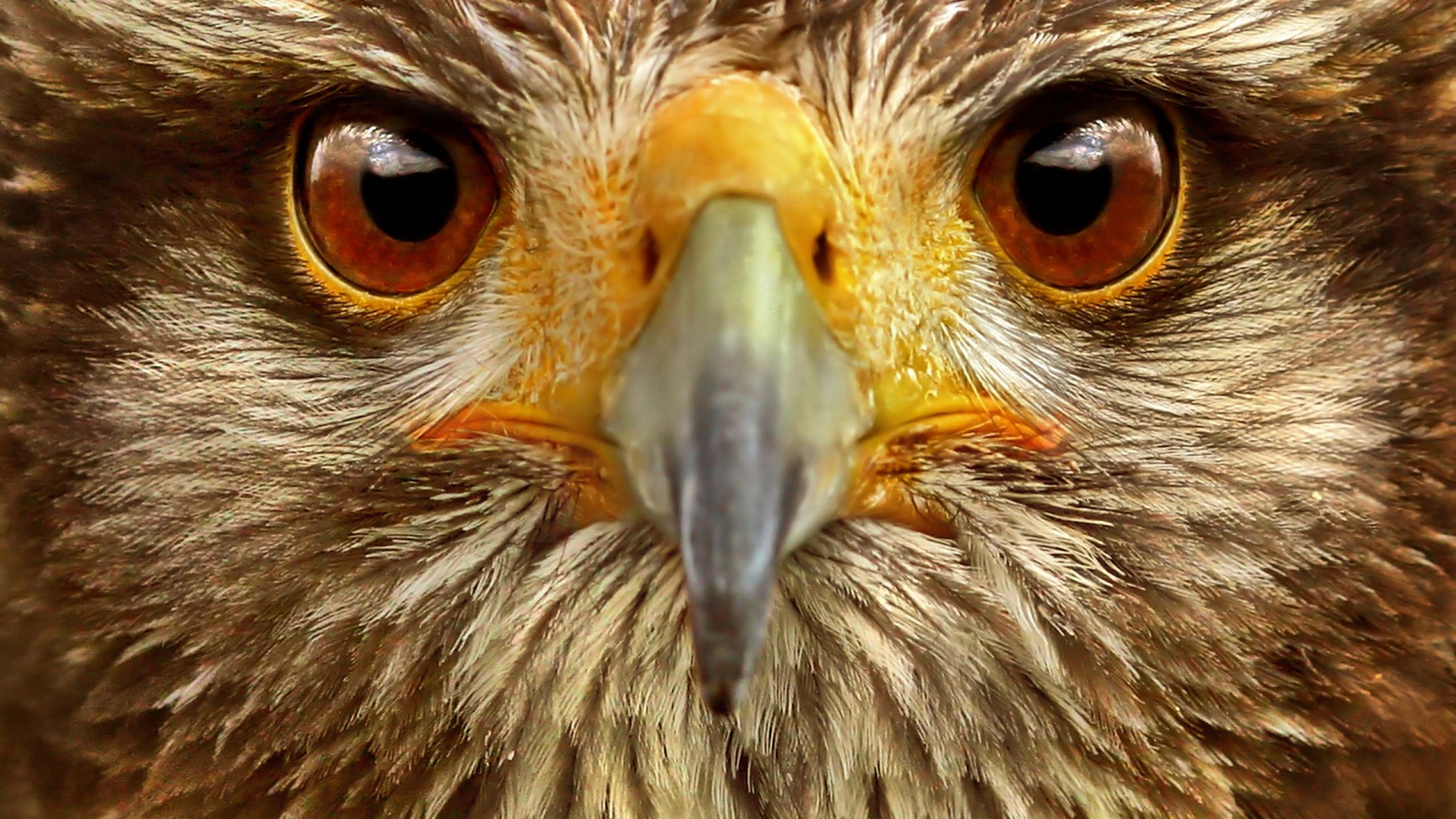 Eagle animal wallpapers