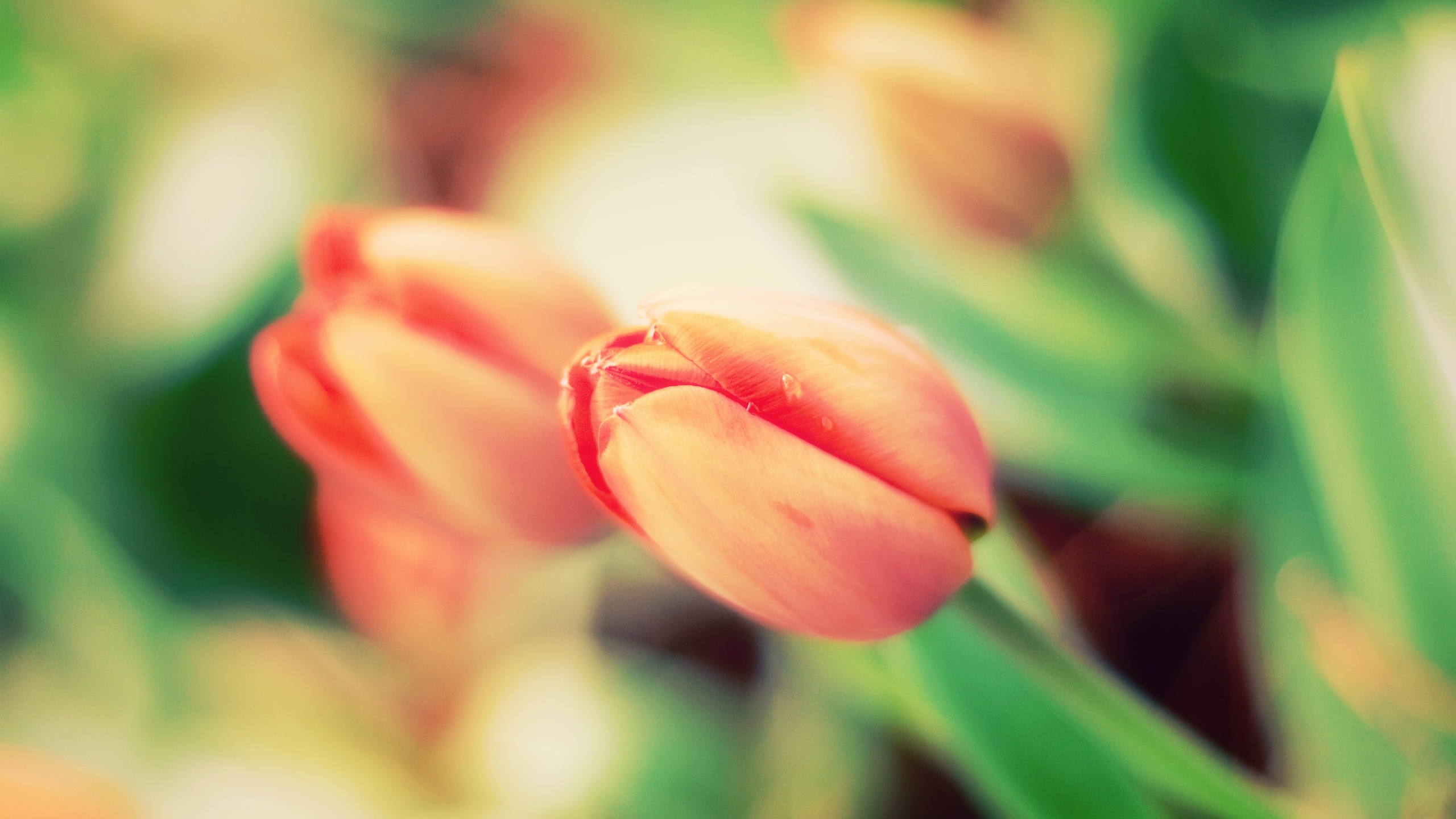 Early tulips