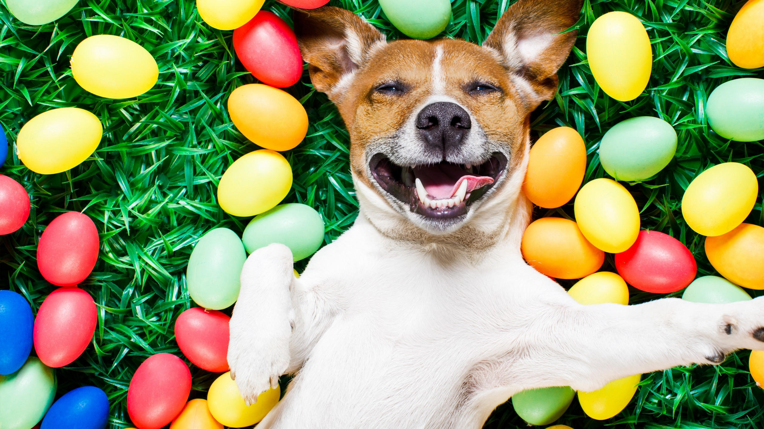 Easter 2560x1440 eggs dog 5k