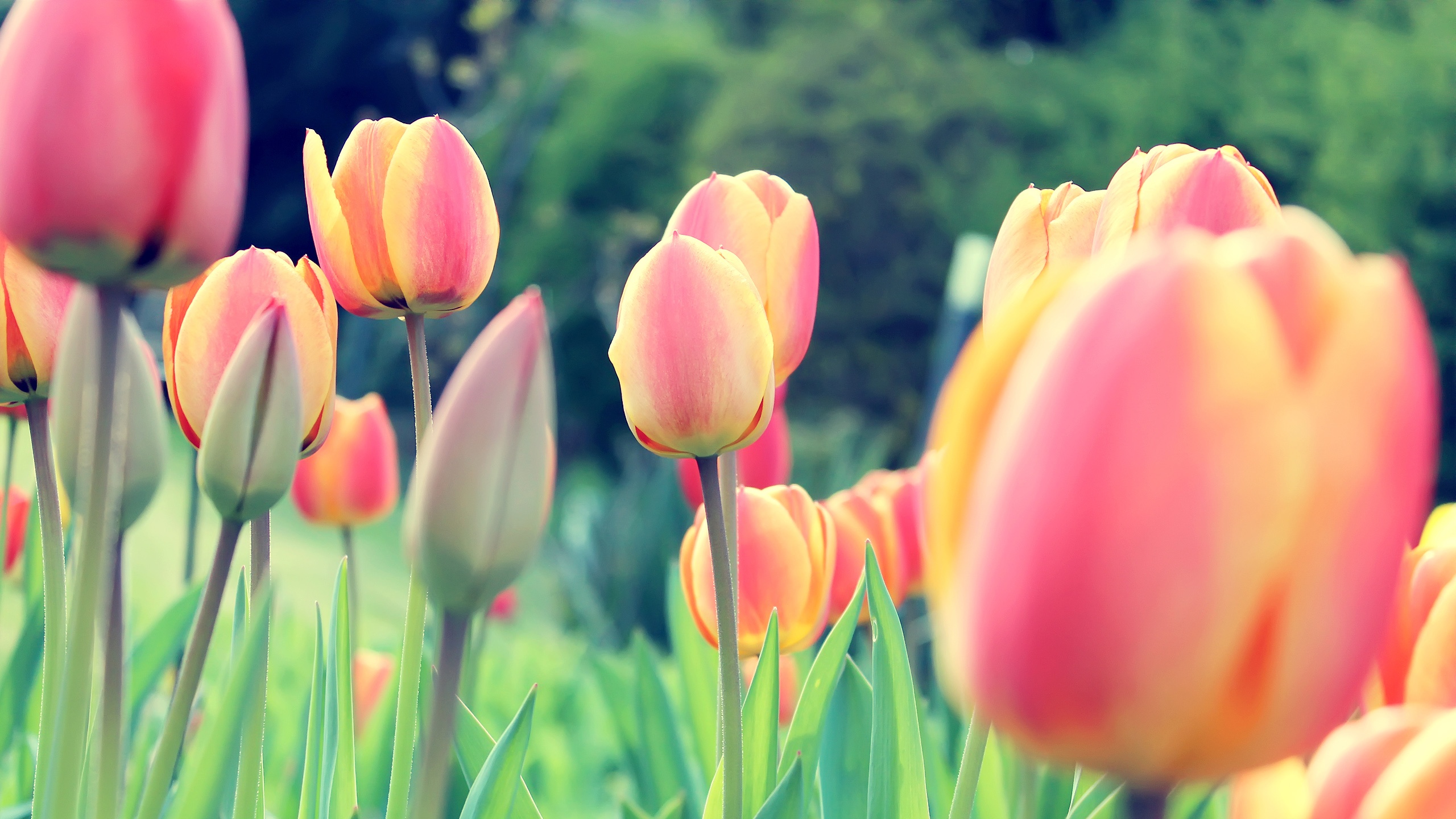 Easter tulips