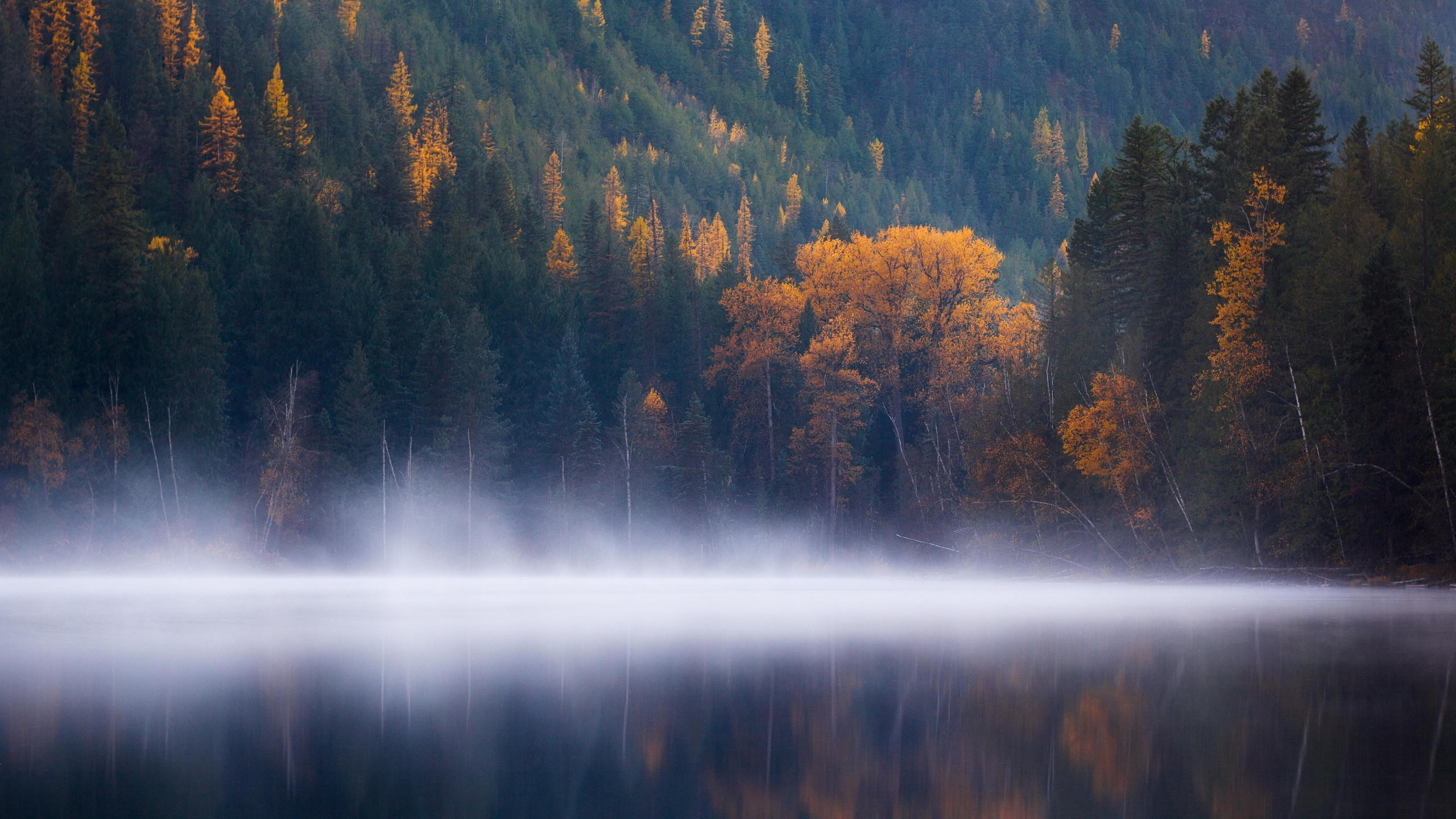 Echo lake 2560x1440 forest trees fog columbia autumn 5k