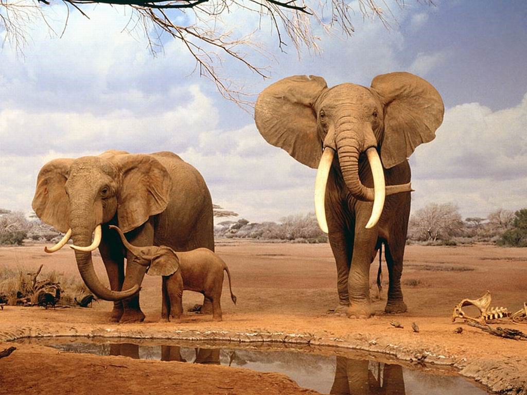 Elephants Animals Family Wallpaper