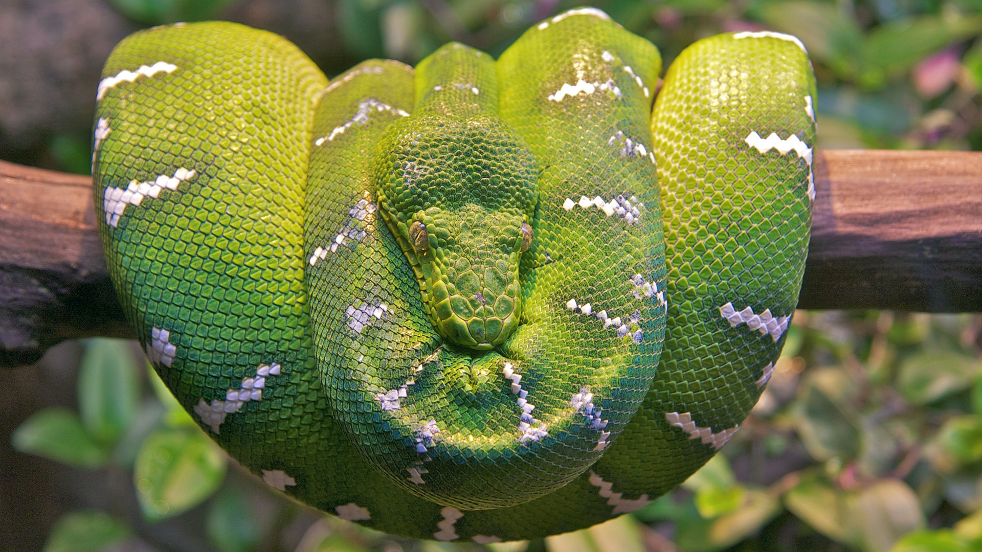 Emerald tree boa snake