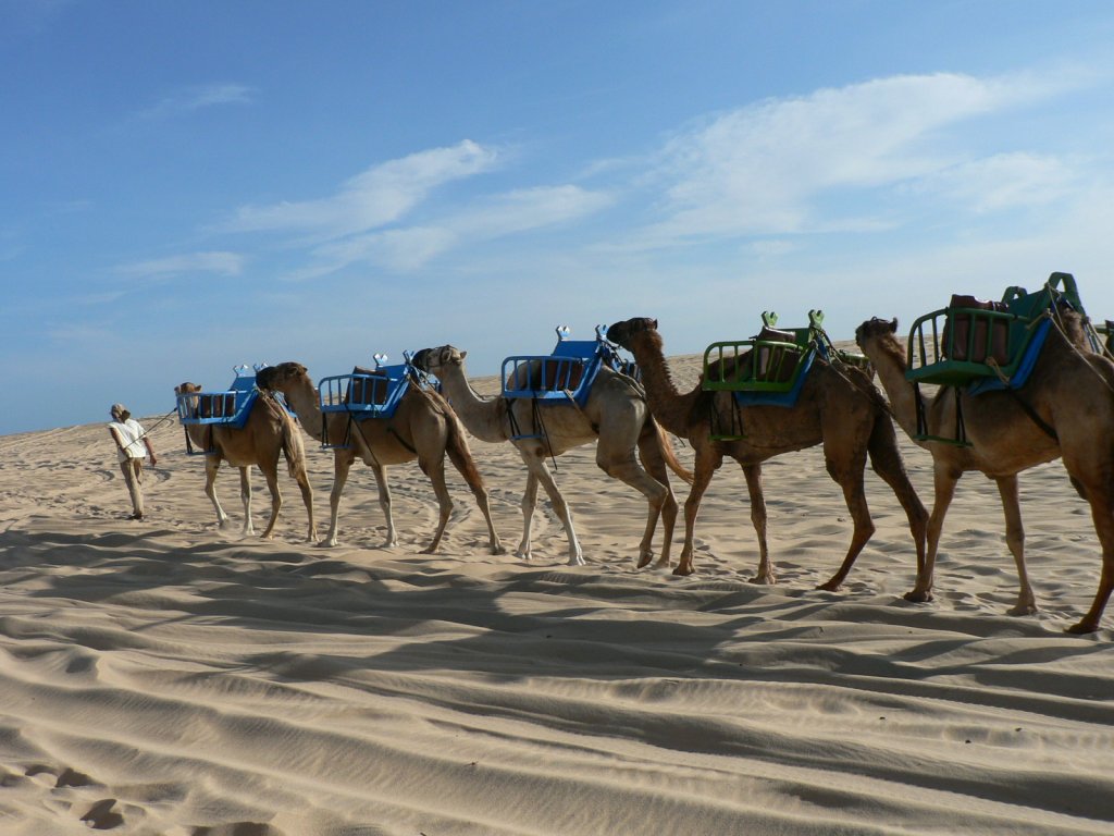 Expedicion de camellos