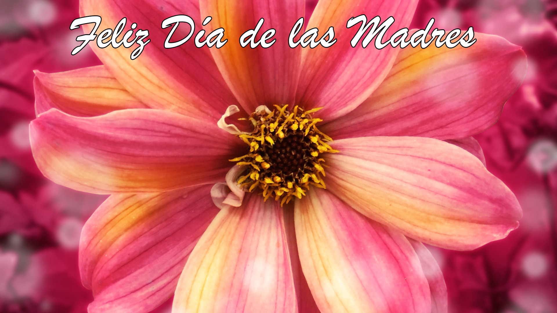 Feliz Día de las Madres 1