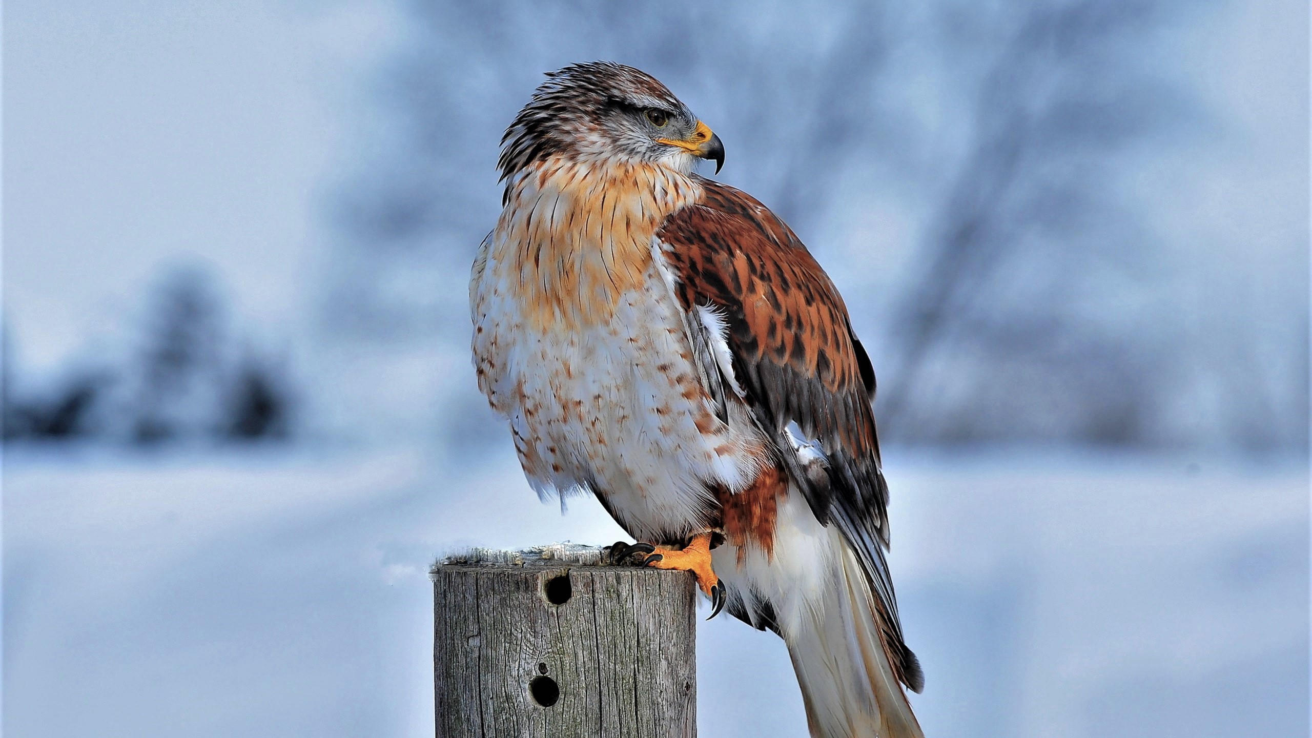 Ferruginous hawk 2560x1440 bird winter snow 4k