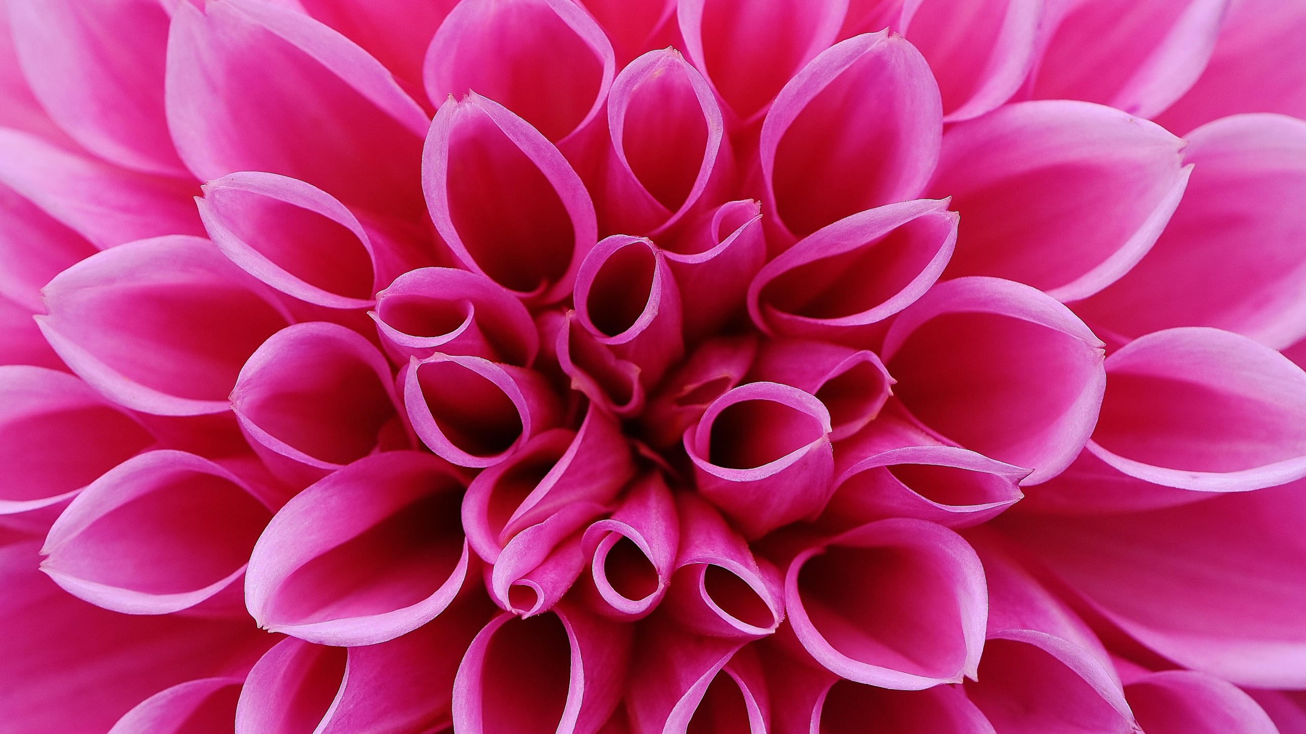 Flower 2560x1440 pink 4k