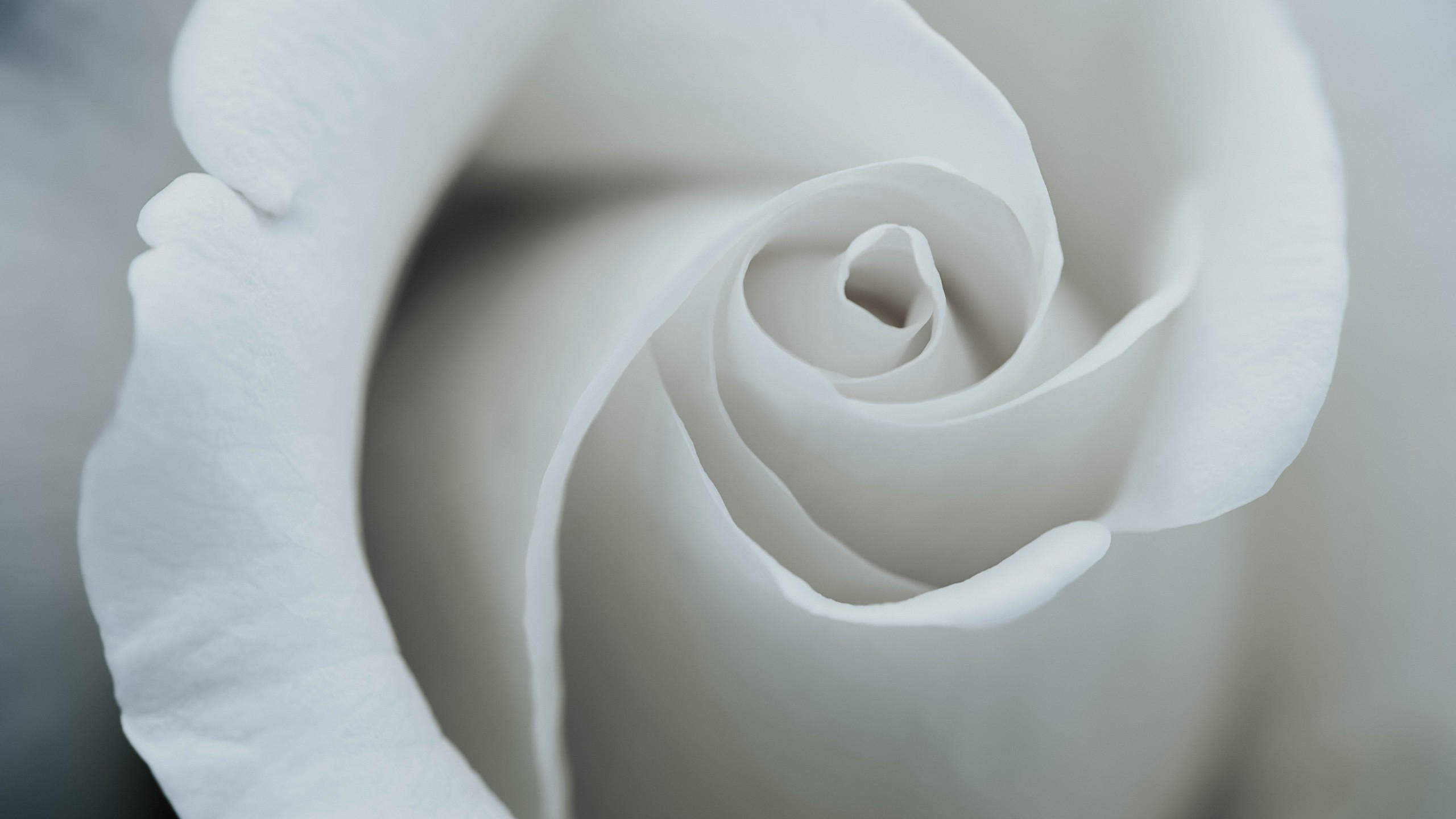 Flower 2560x1440 rose 8k