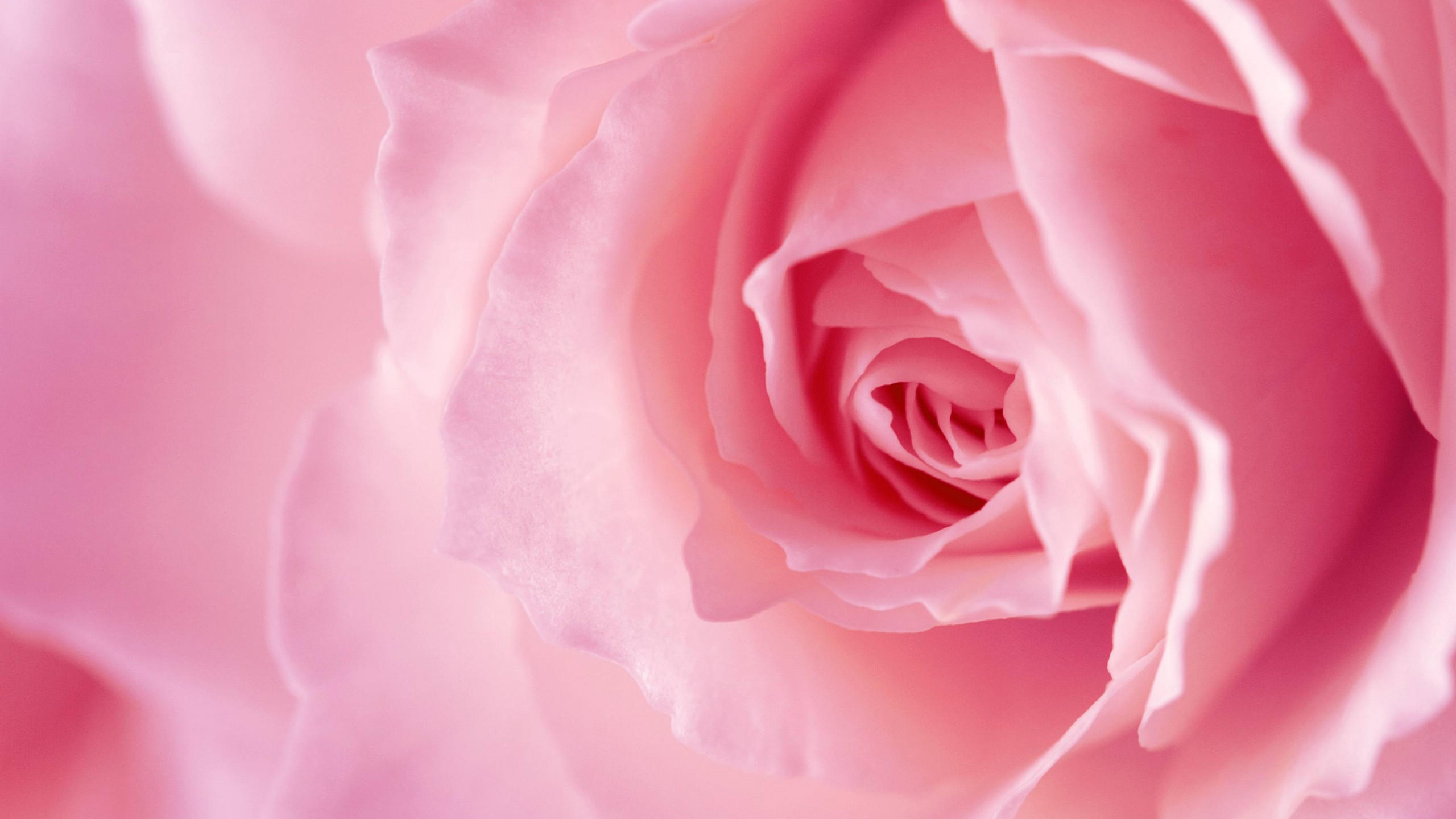 Flower 2560x1440 rose pink 4k