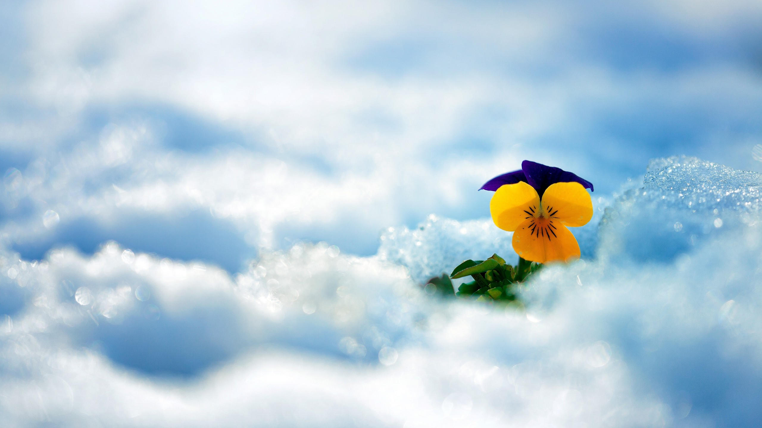 Flower 2560x1440 snow winter 5k
