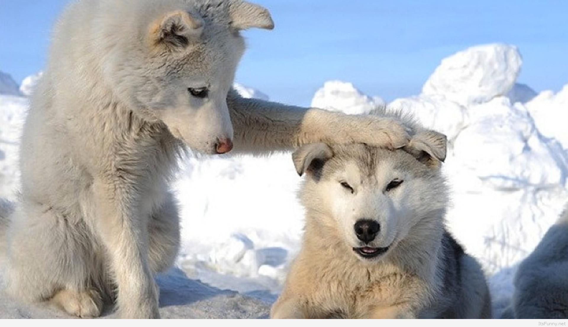 Fondo 0524 fondo de pantalla de animales divertidos 1080p fondo de pantalla terrestre 1080p 1920