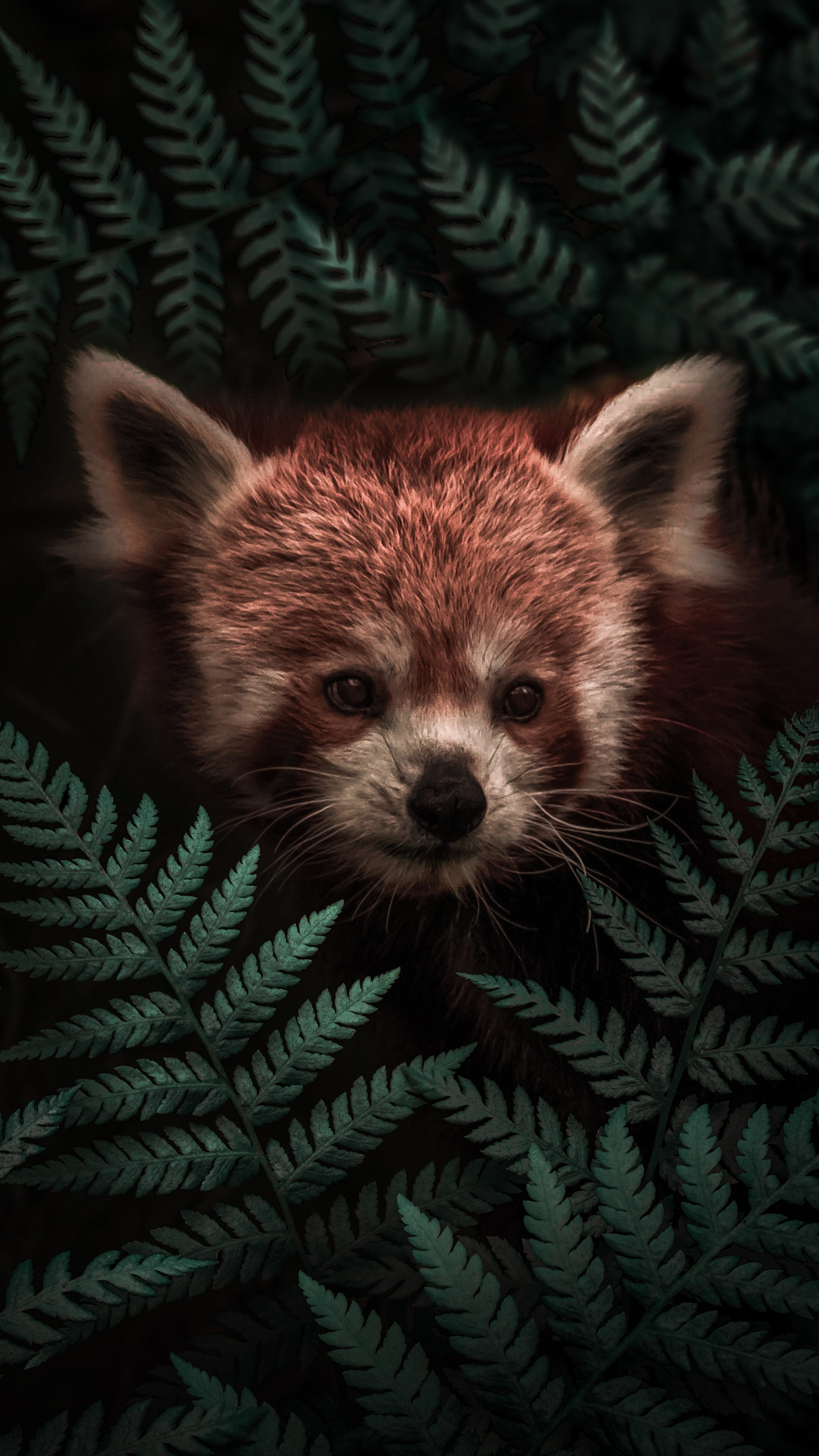Fondo 1211 167794 hiding red panda 2160x3840 2160