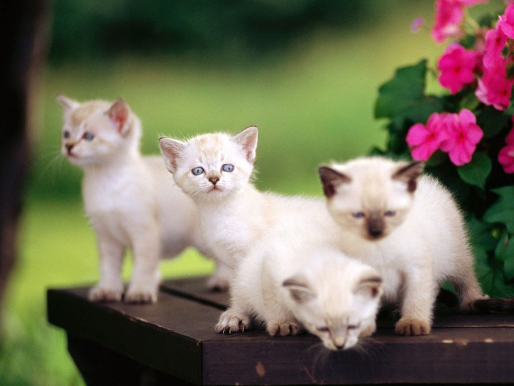 Fondo de pantala gatitos traviesos