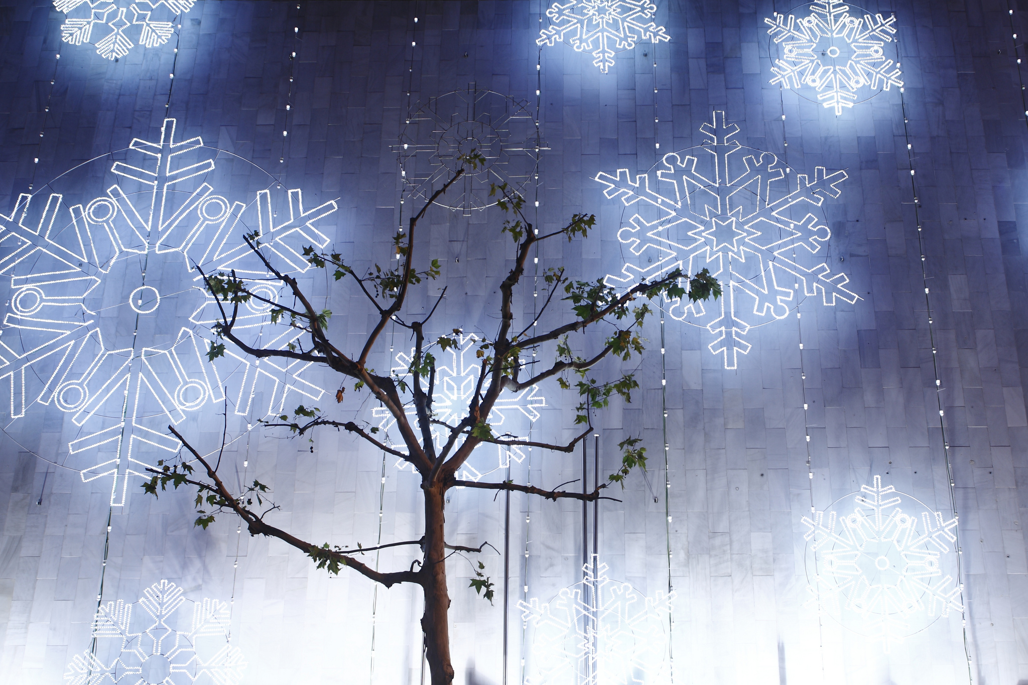 Fondo de pantalla arbol extraño