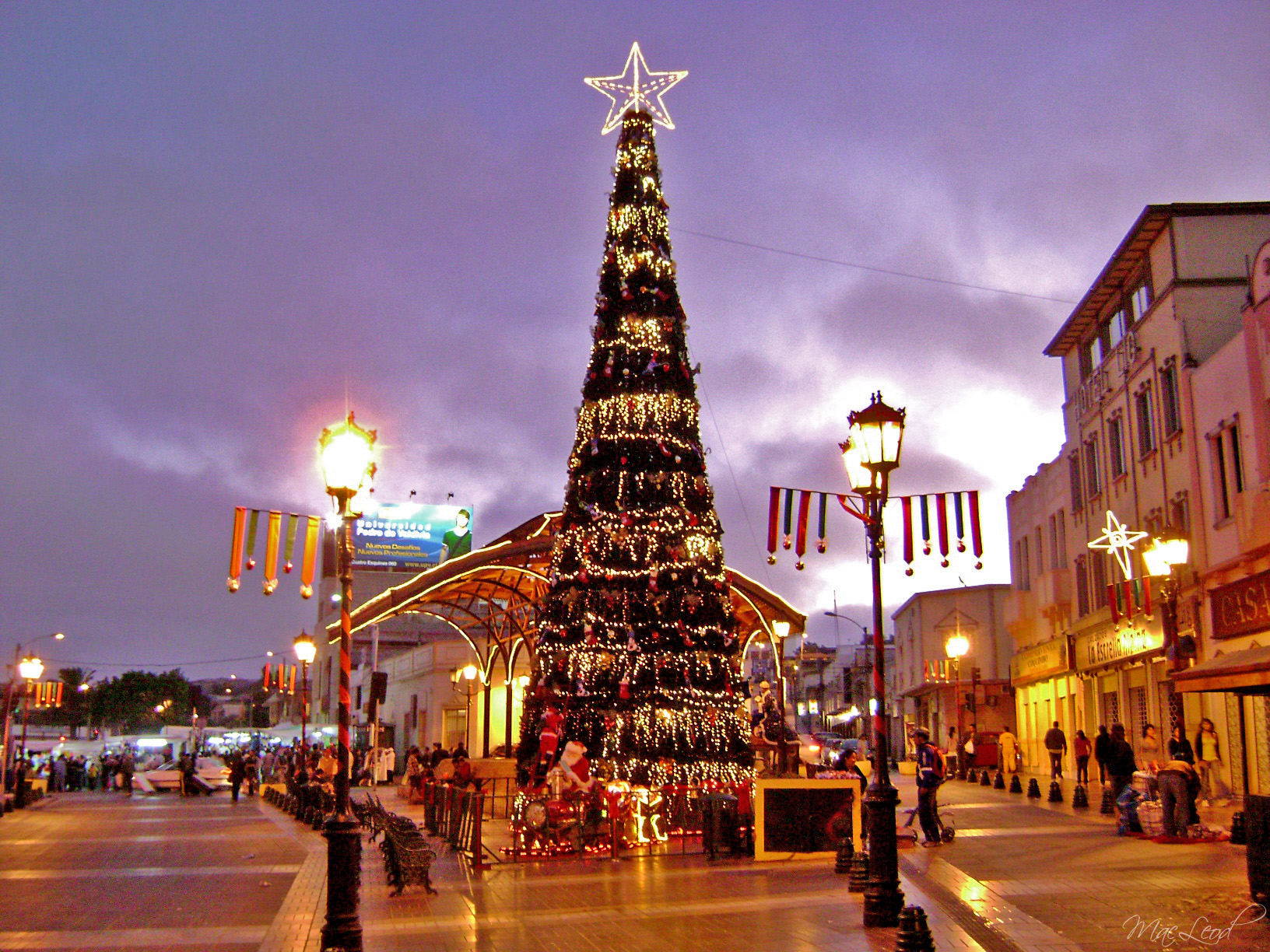 Fondo de pantalla arbol gigante en el centro de la ciudad