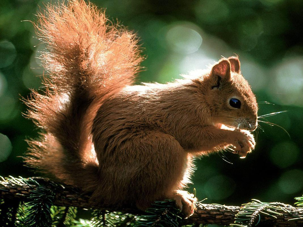 Fondo de pantalla ardillita comiendo