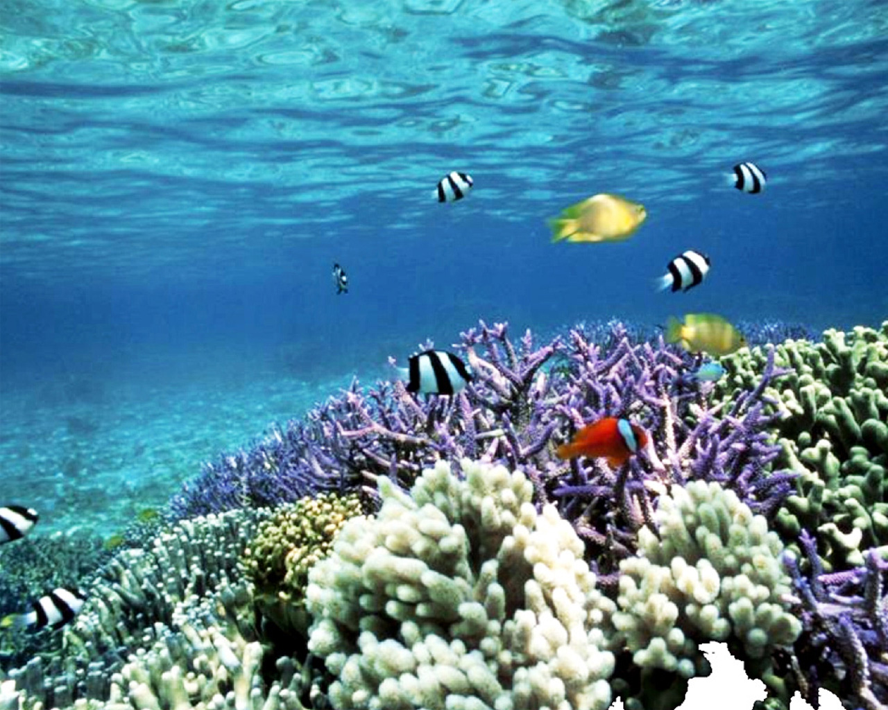 Fondo de pantalla arrecife