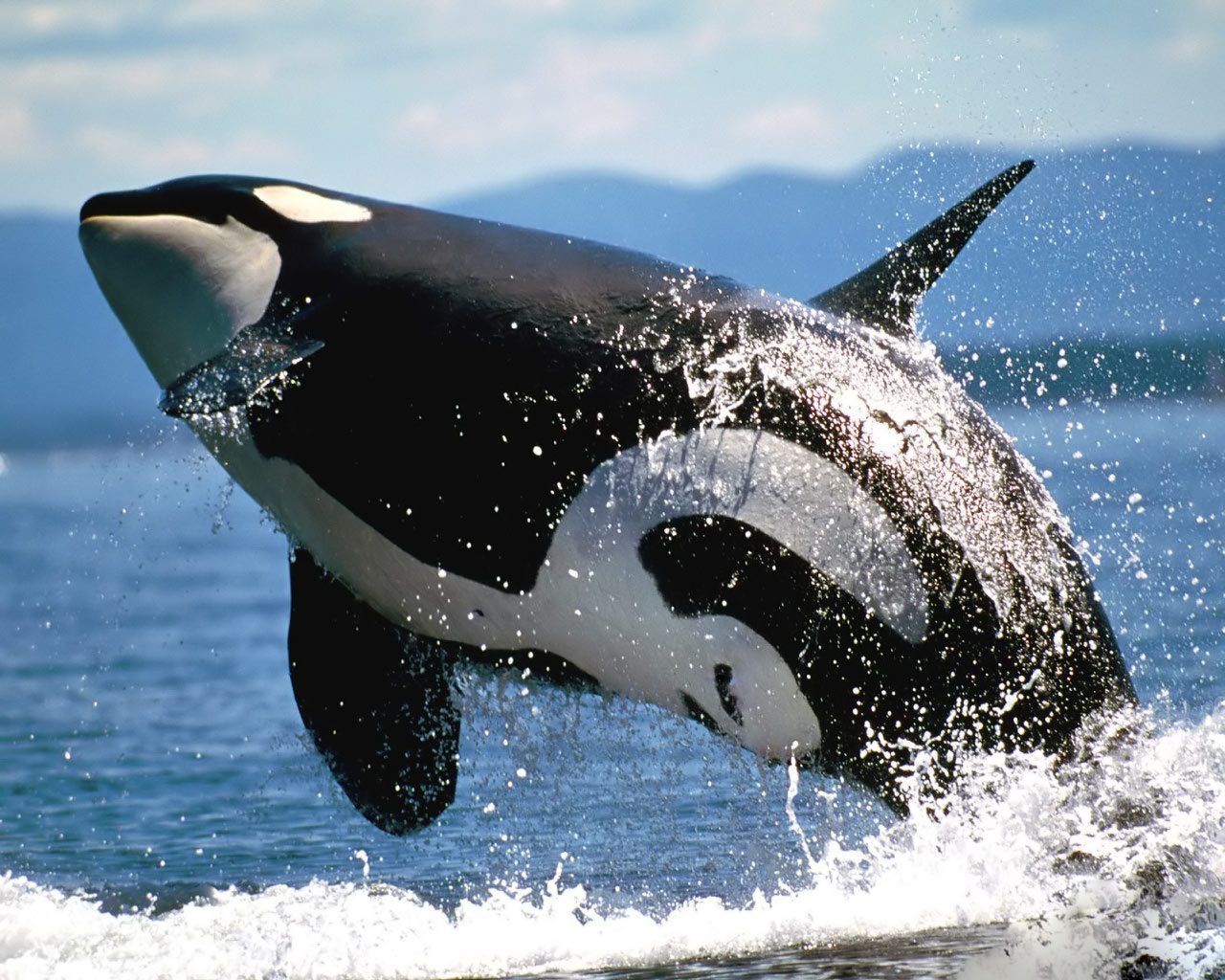 Fondo de pantalla ballena orca