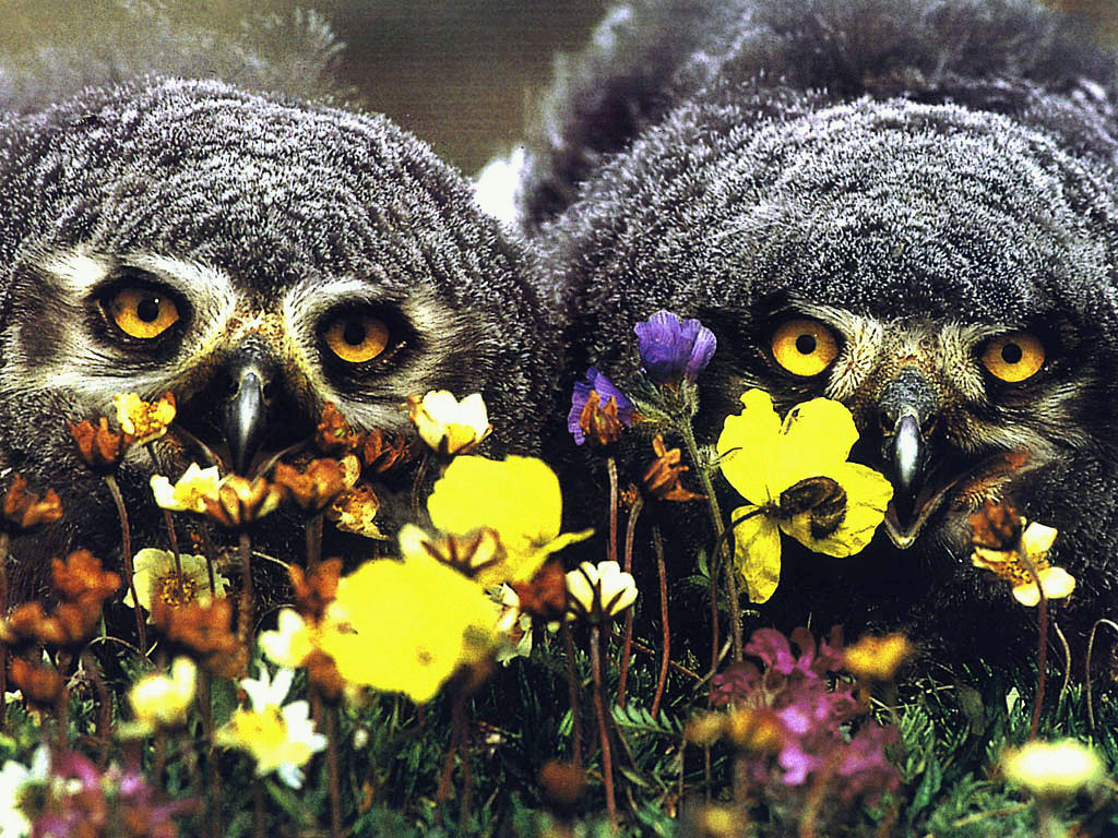 Fondo de pantalla buho en flores