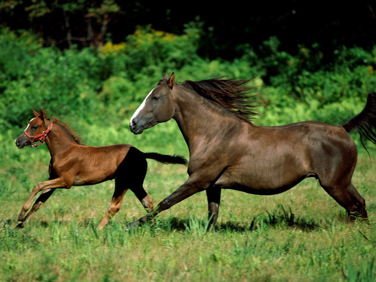 Fondo de pantalla caballos corriendo en campo