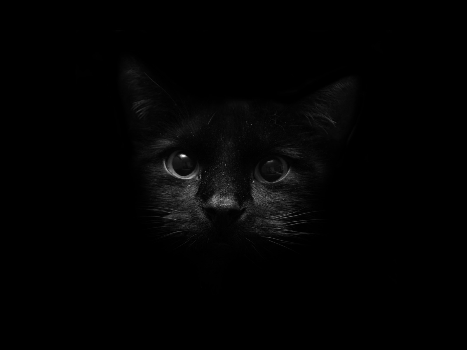 Fondo de pantalla cabeza de gato negro
