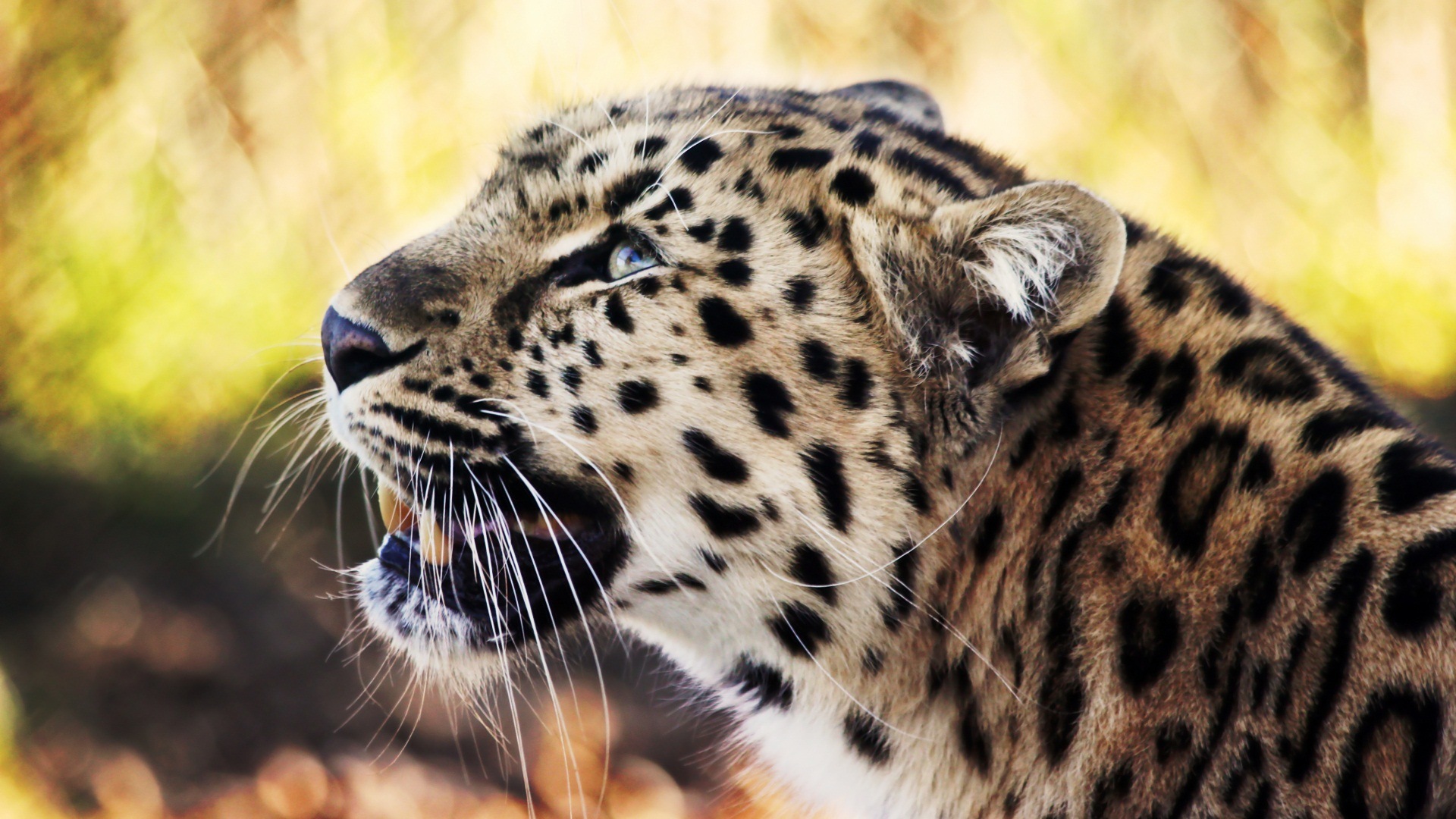 Fondo de pantalla cabeza de leopardo