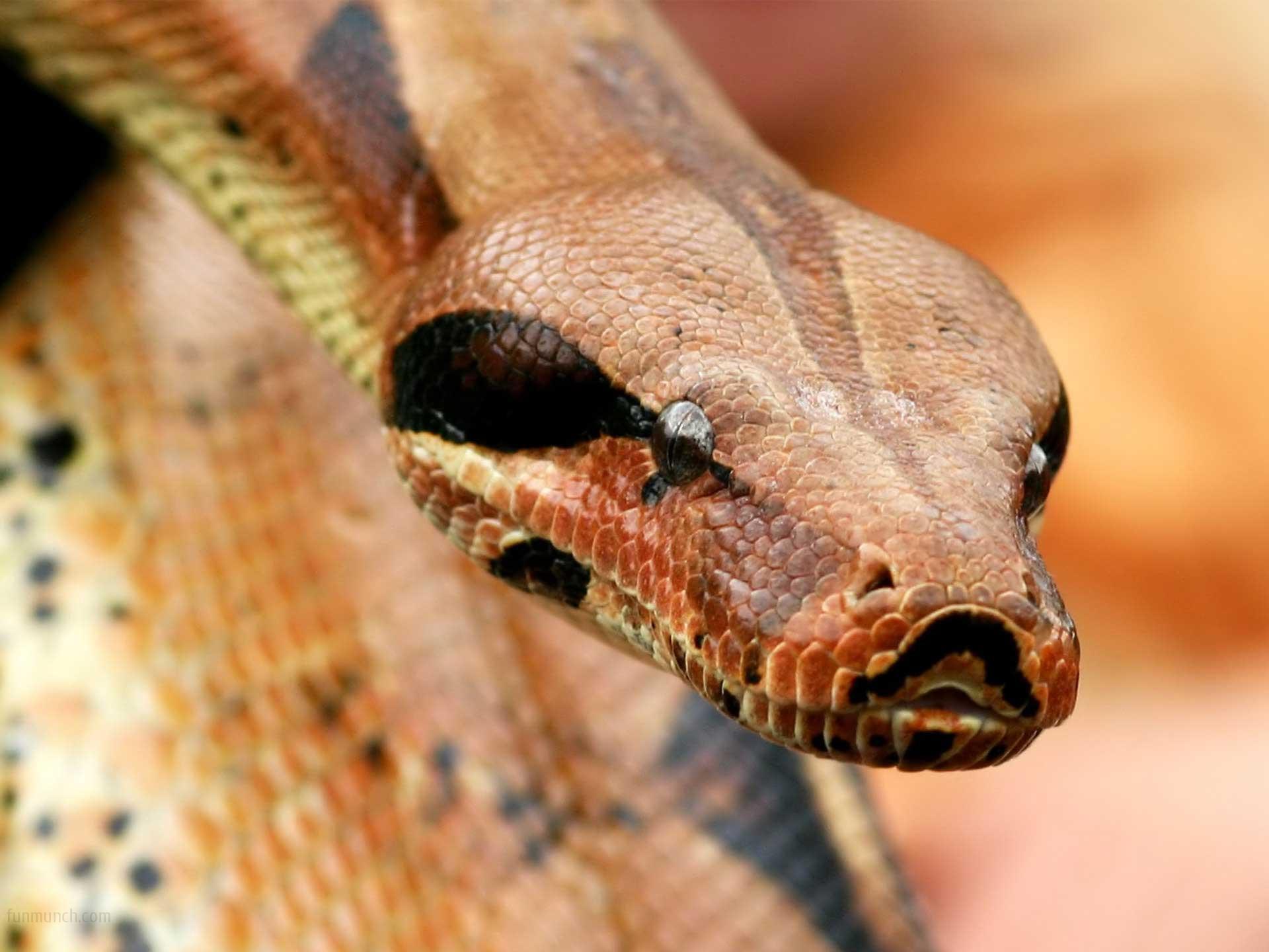 Fondo de pantalla cabeza de serpiente