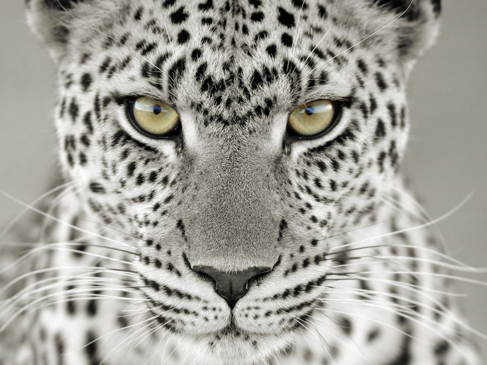 Leopardo en primer plano: wallpaper 4K de alta calidad