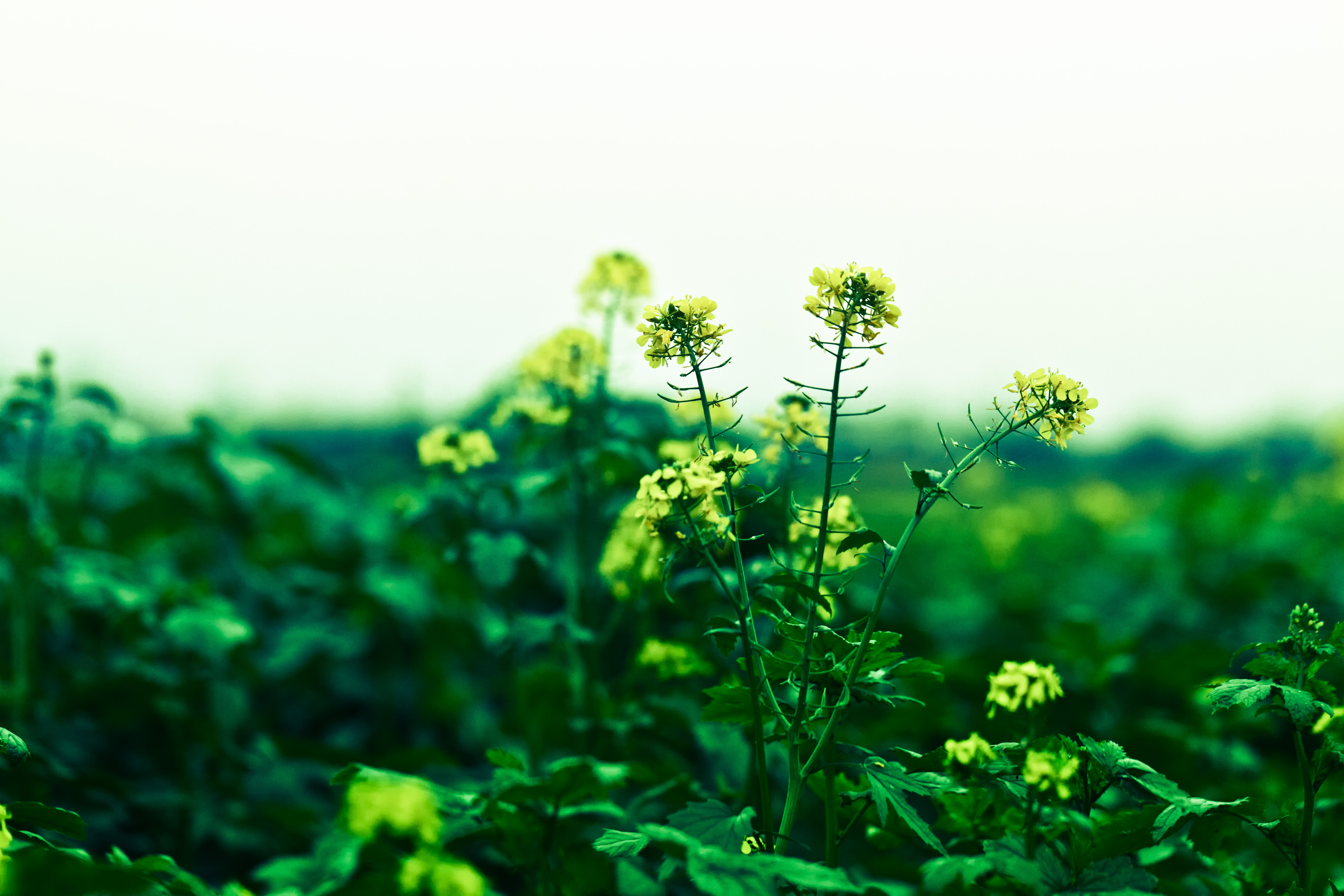 Fondo de pantalla campo