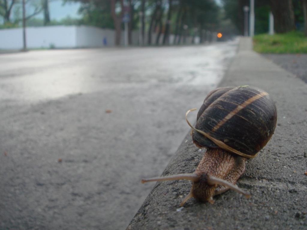 Fondo de pantalla caracol