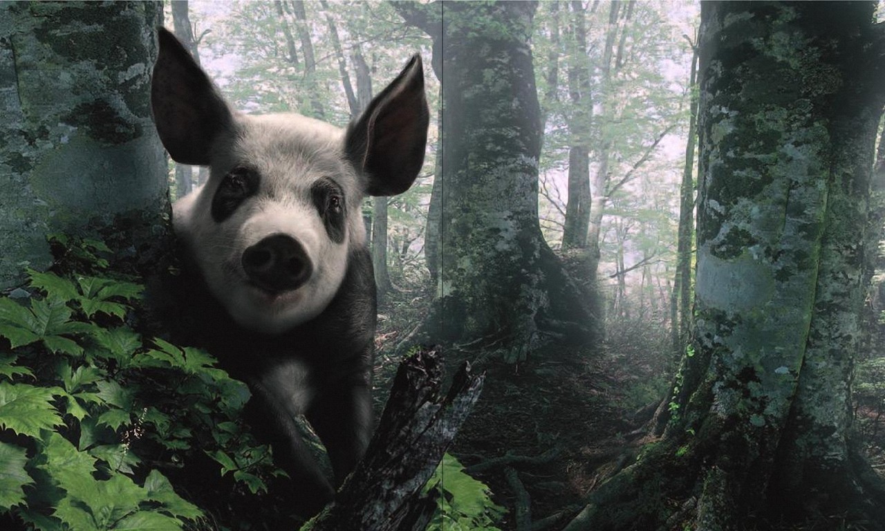 Fondo de pantalla chancho panda