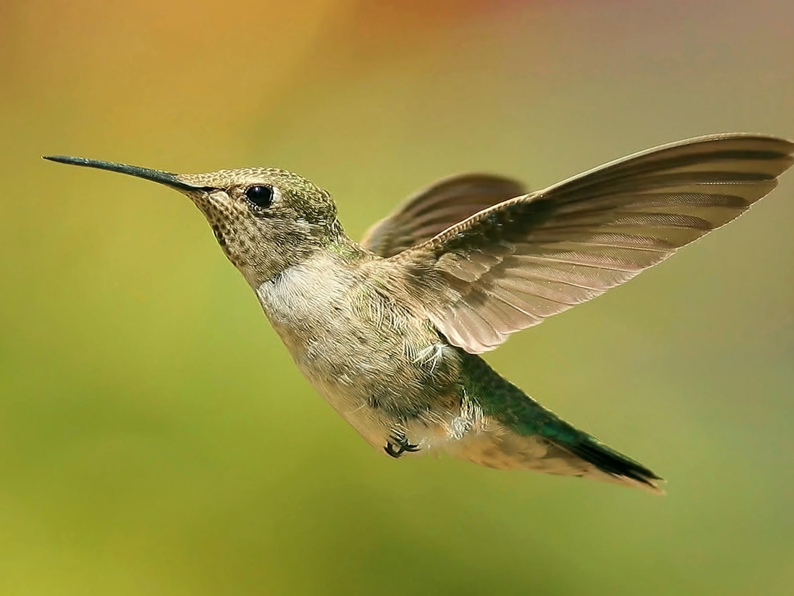 Fondo de pantalla colibri