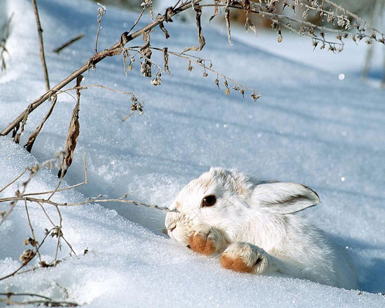 Fondo de pantalla conejo en la nieve