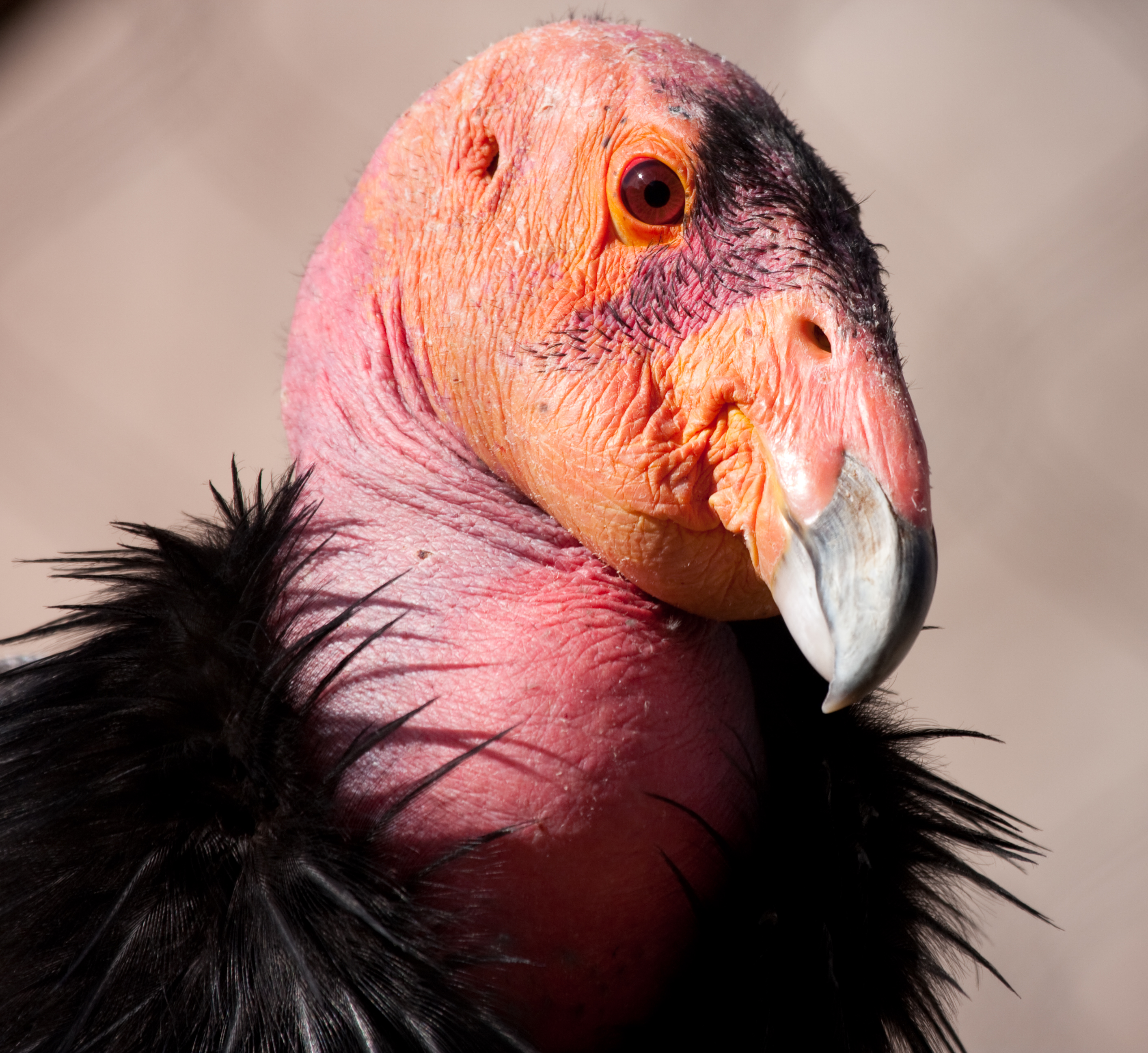 Fondo de pantalla de condor bebe