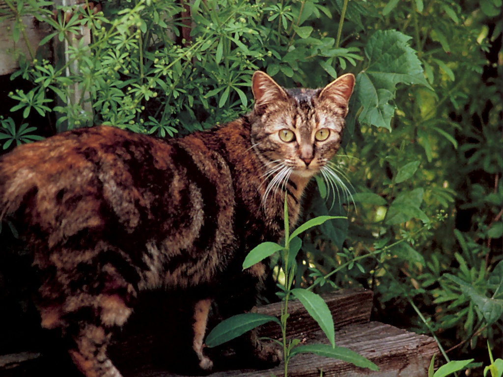 Fondo de pantalla de gato sapo