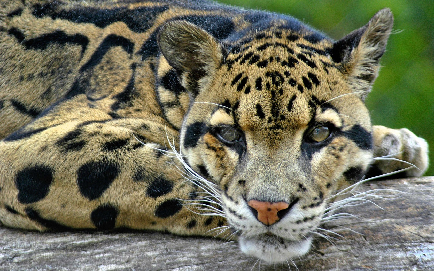 Leopardo nebuloso en descanso - Wallpaper 4K alta calidad