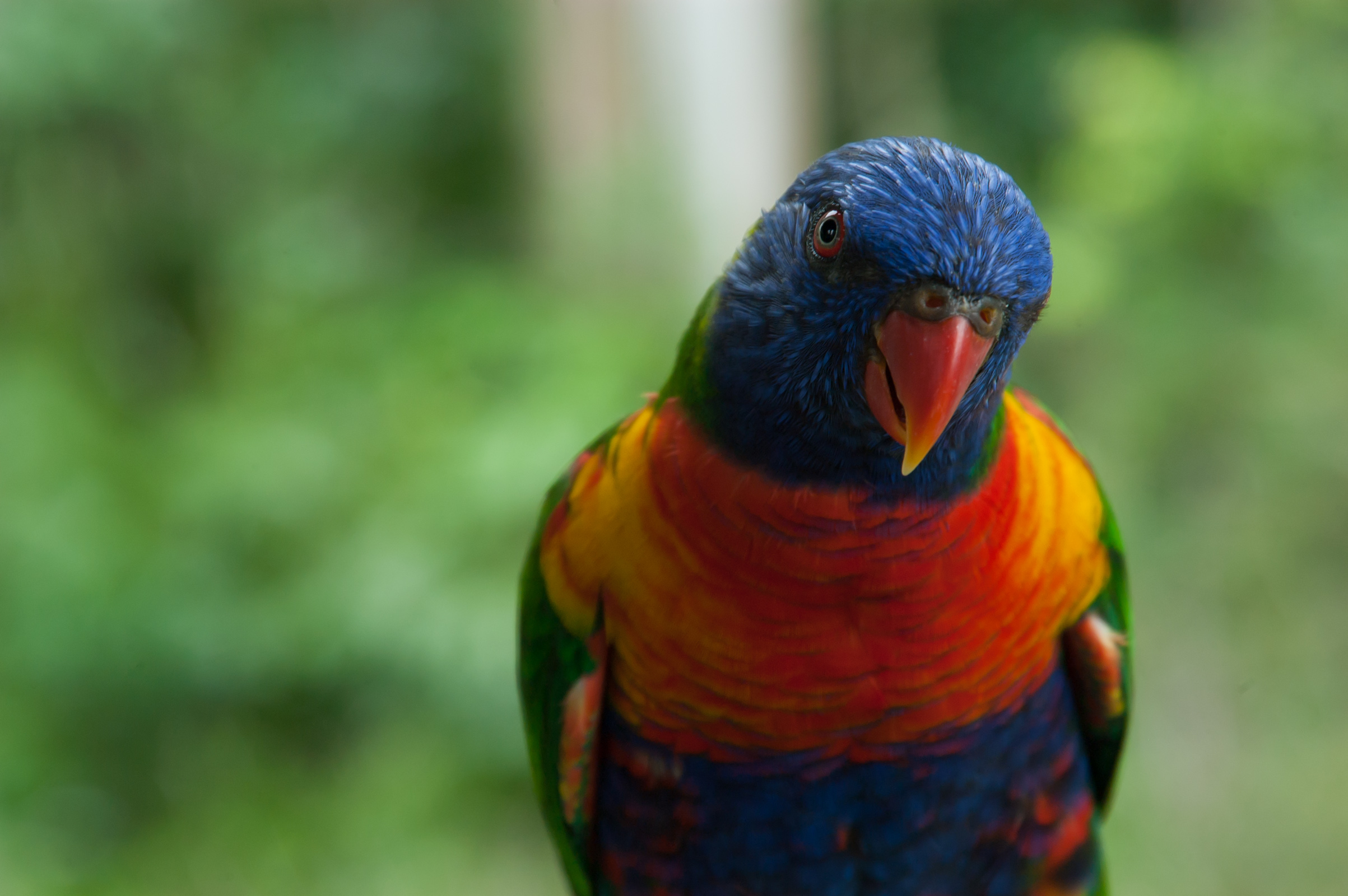 Fondo de pantalla de Loro