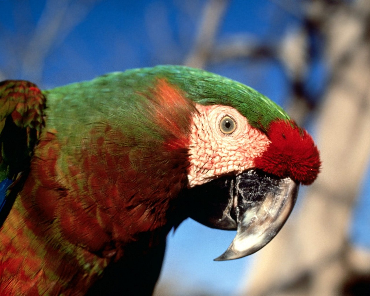 Fondo de pantalla de loro mirando