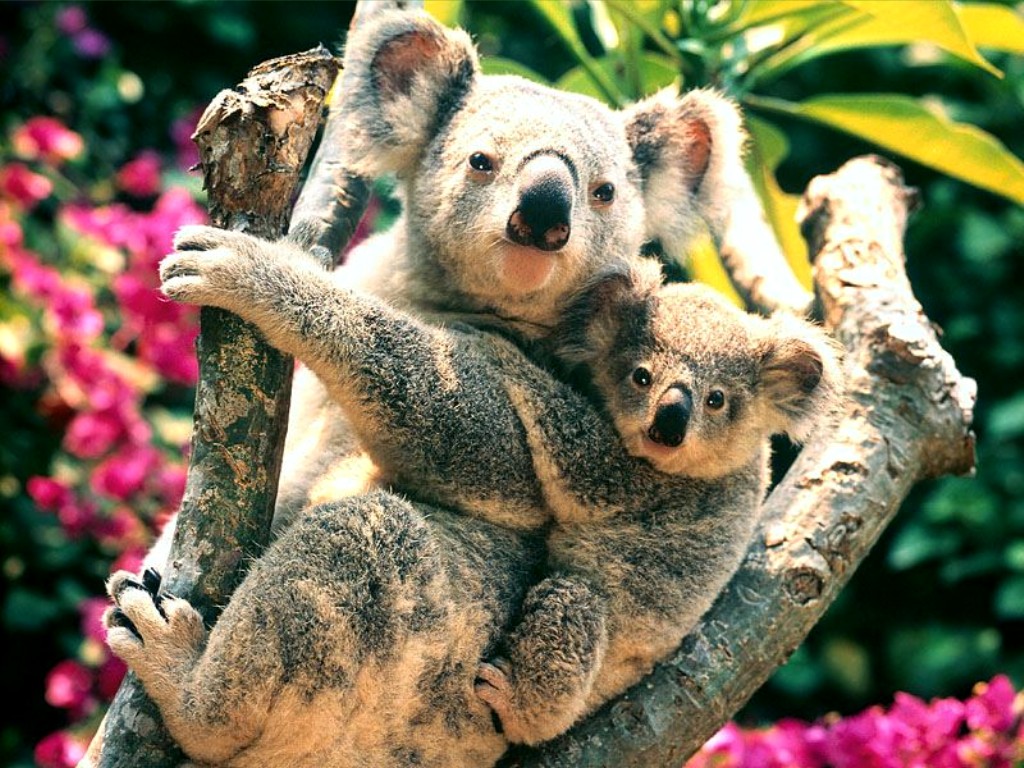 Fondo de Pantalla de Oso Koala