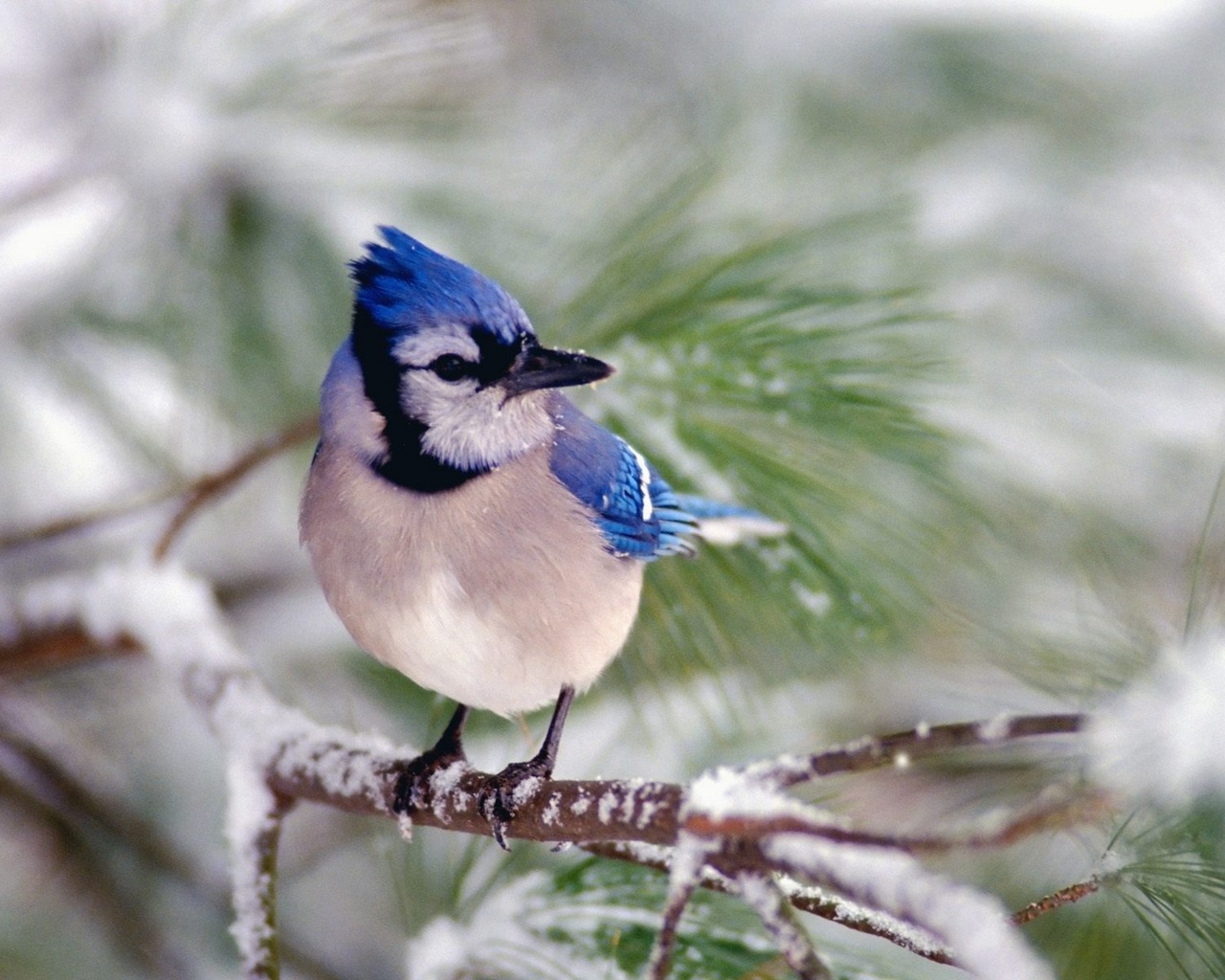 Fondo de pantalla de pajaro azul