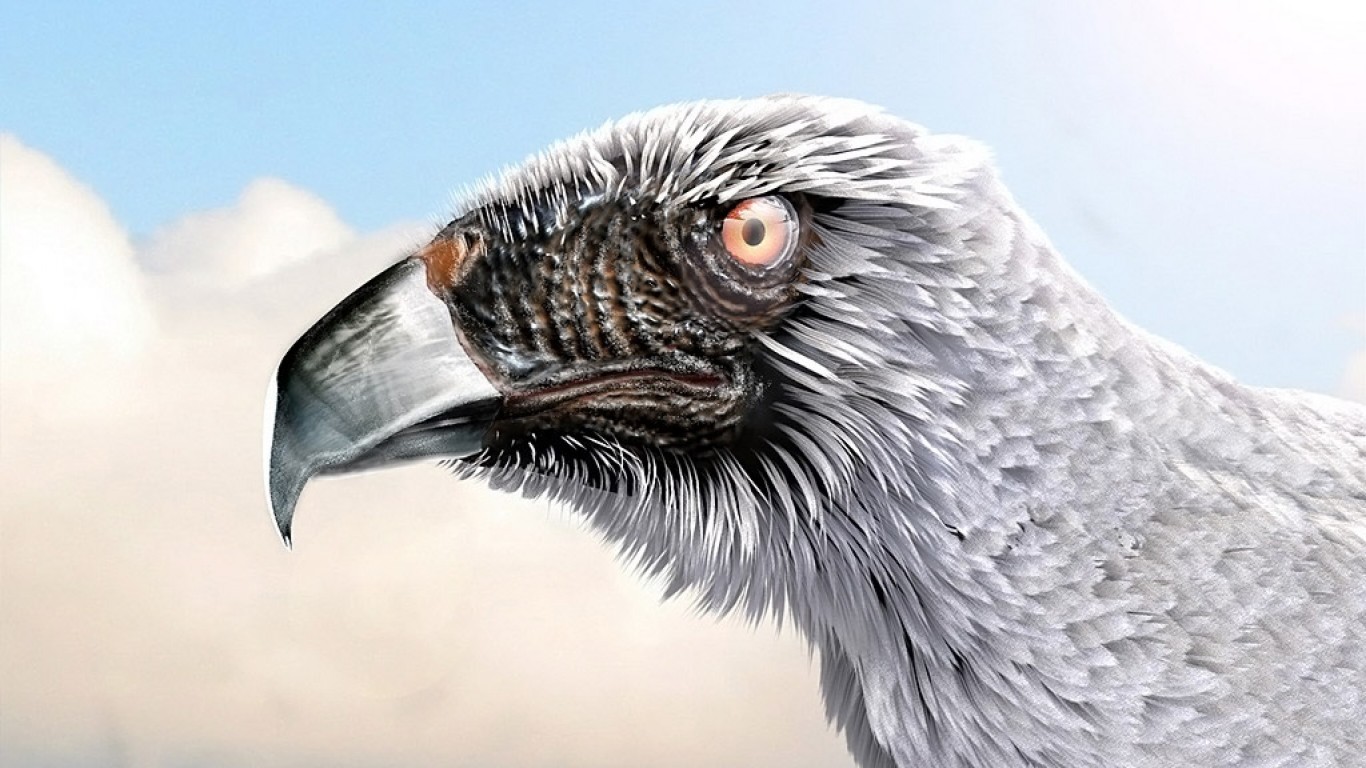 Fondo de pantalla de pajaro observando