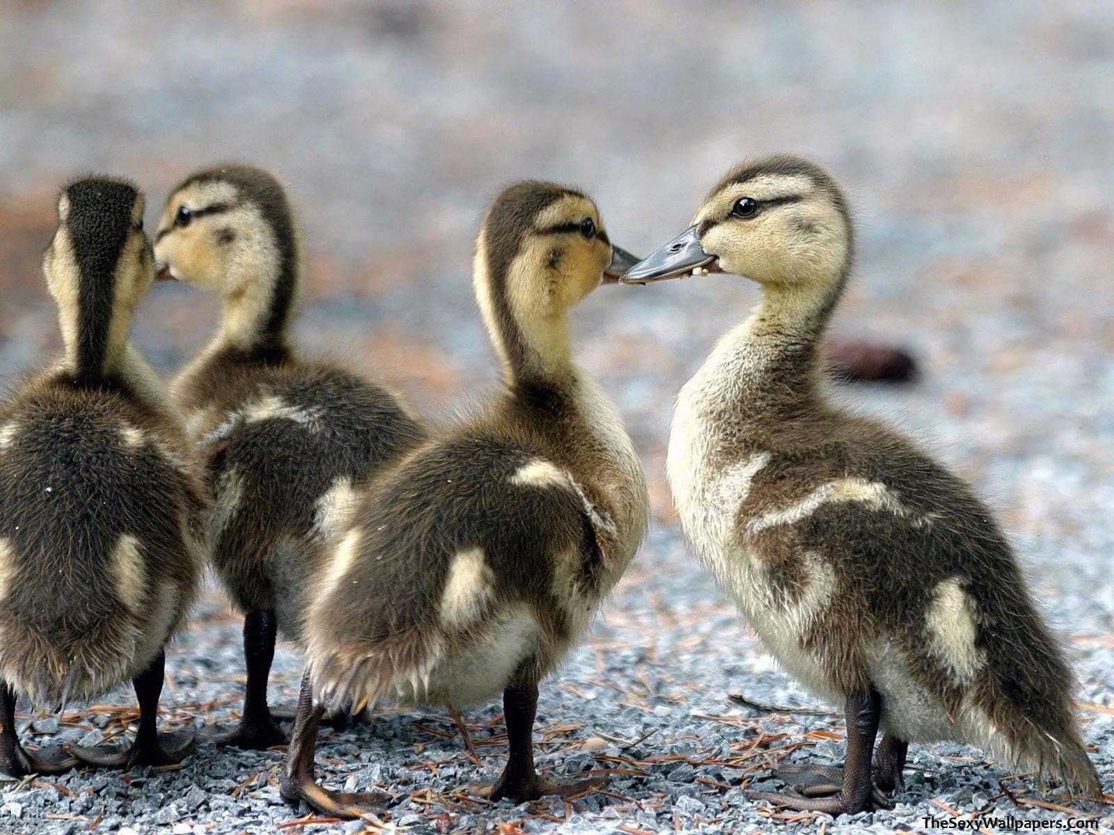 Fondo de pantalla de patos enamorados
