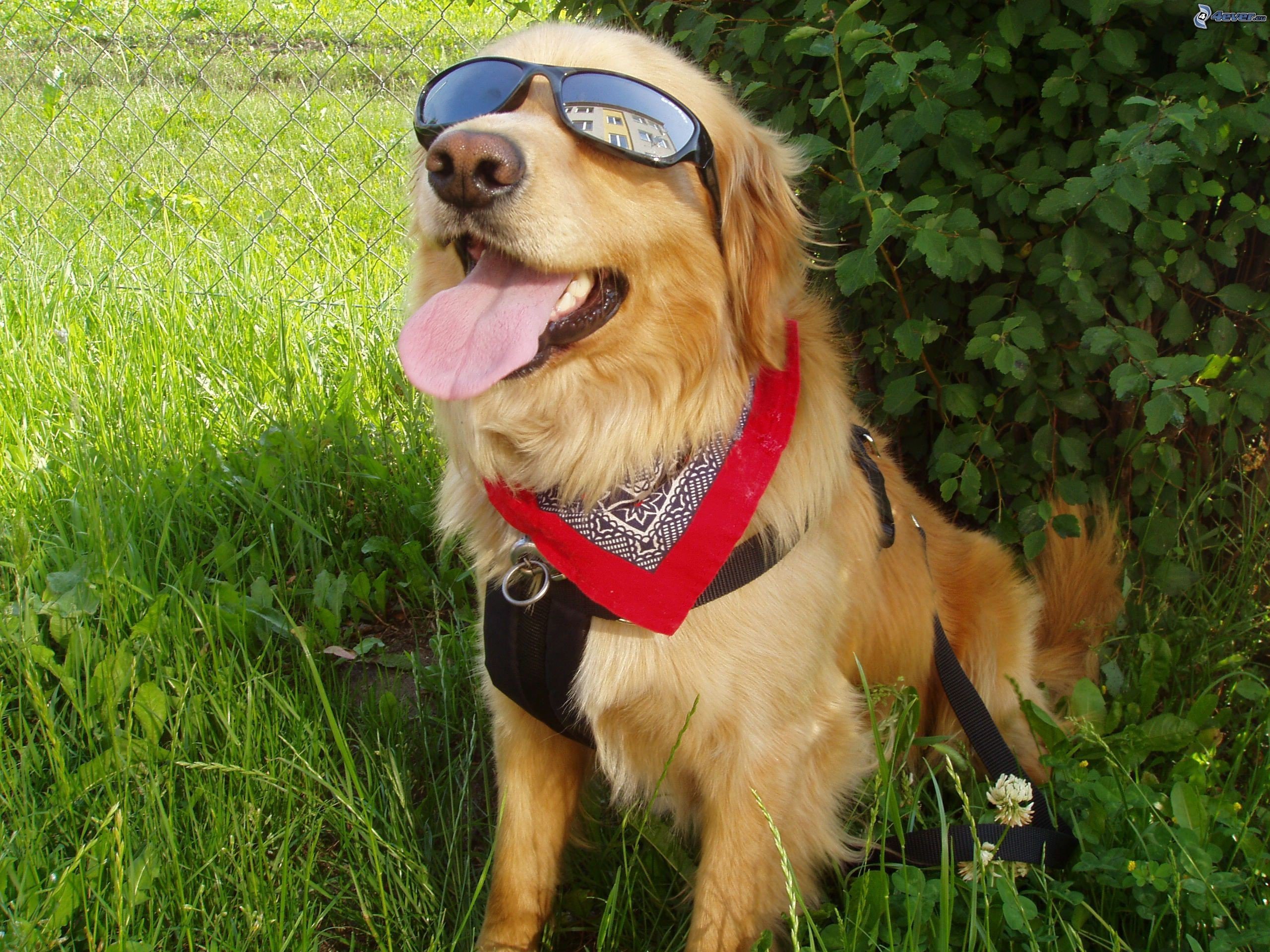 Fondo de pantalla de perro con gafas